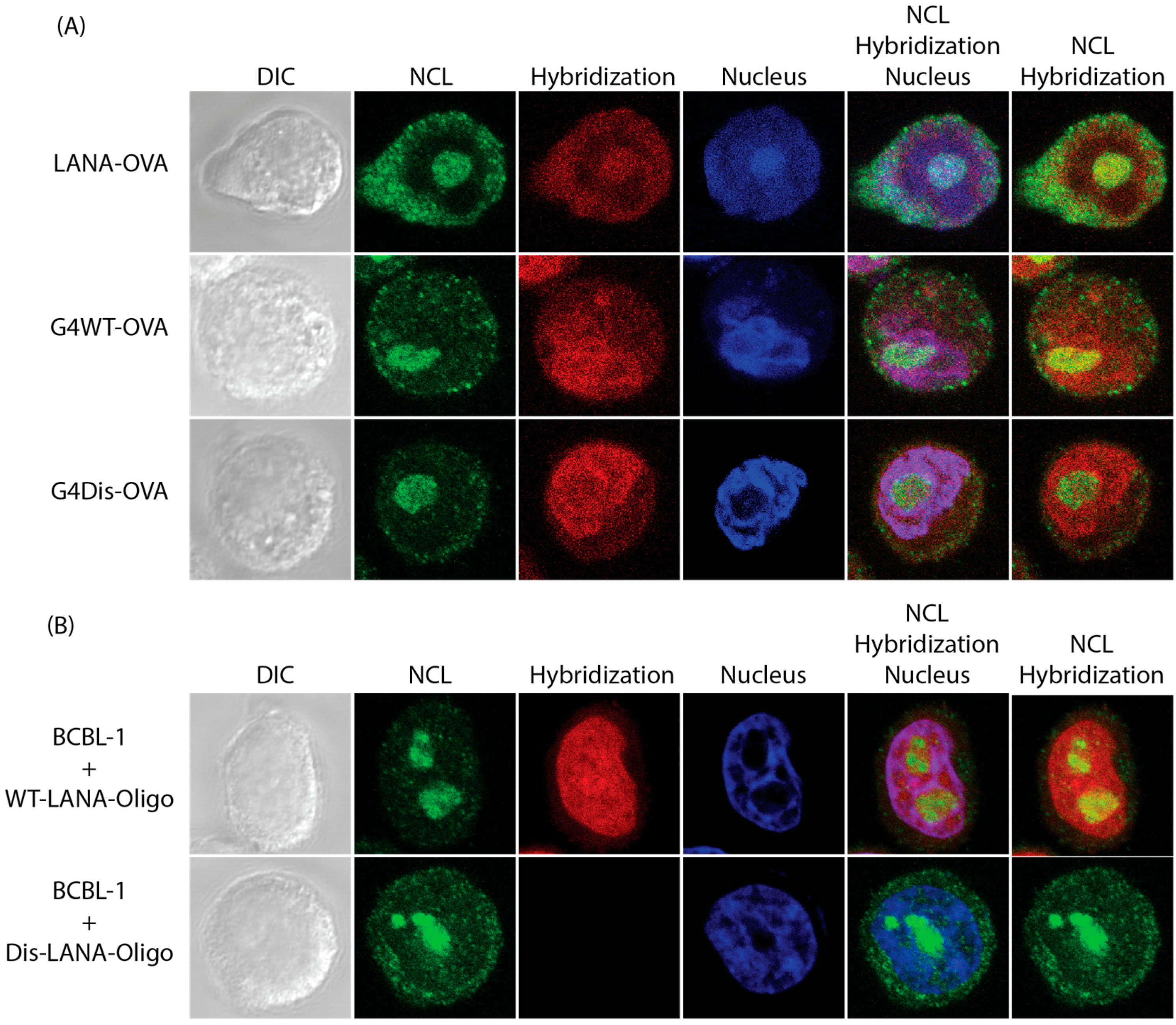 Viruses 15 02438 g004