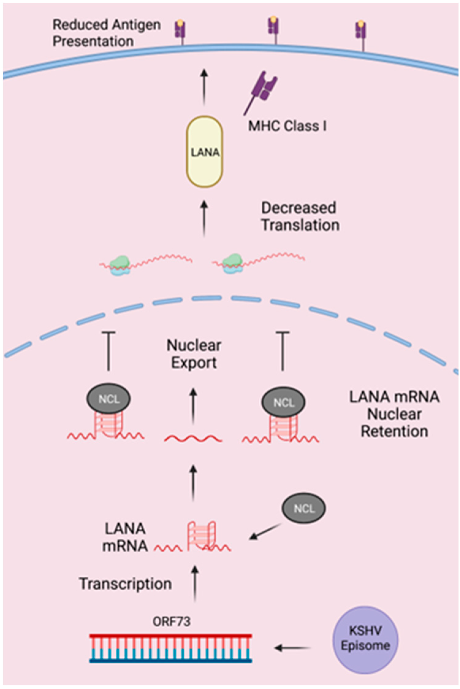 Viruses 15 02438 g007