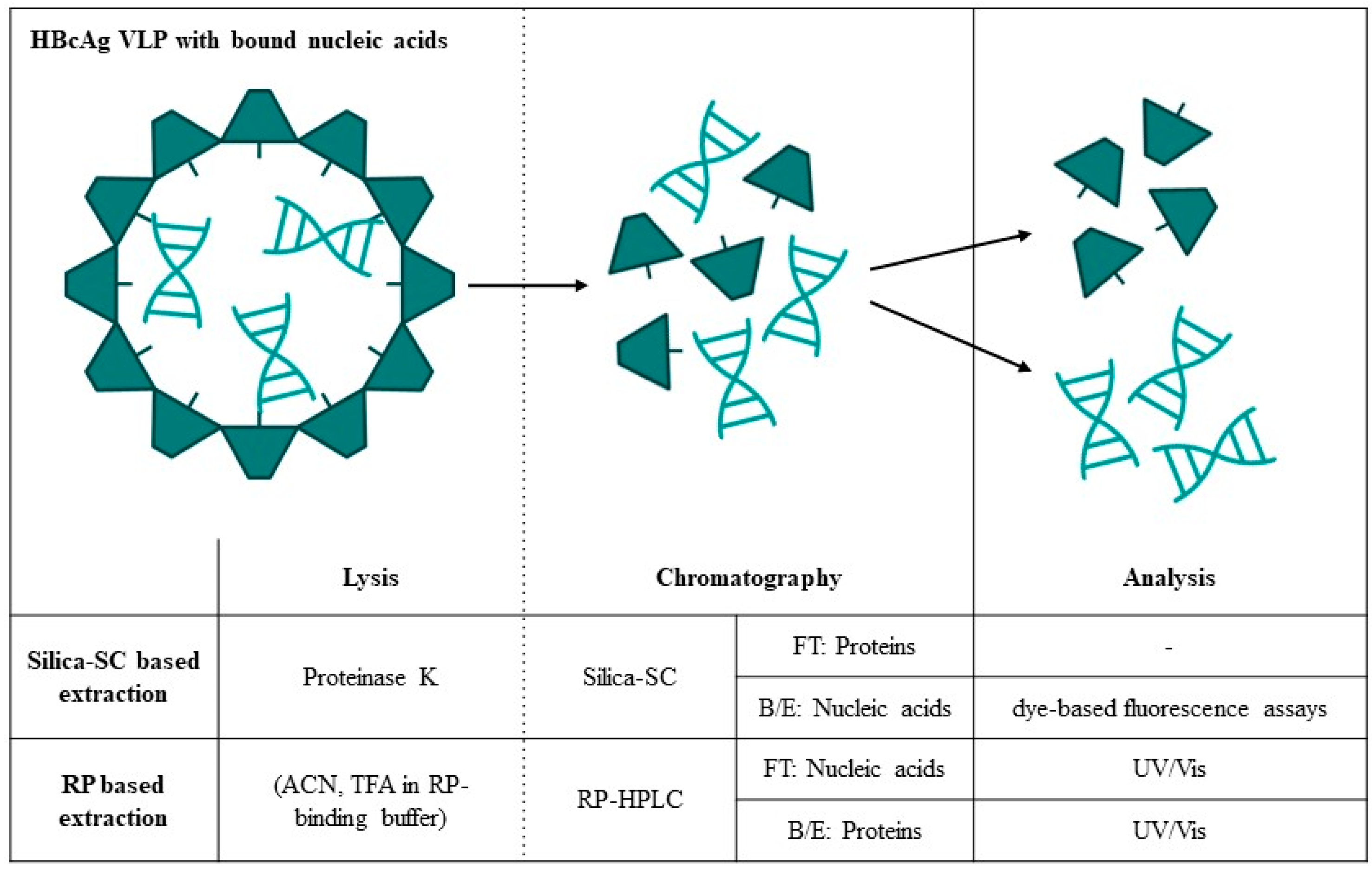 Viruses 16 00013 g001