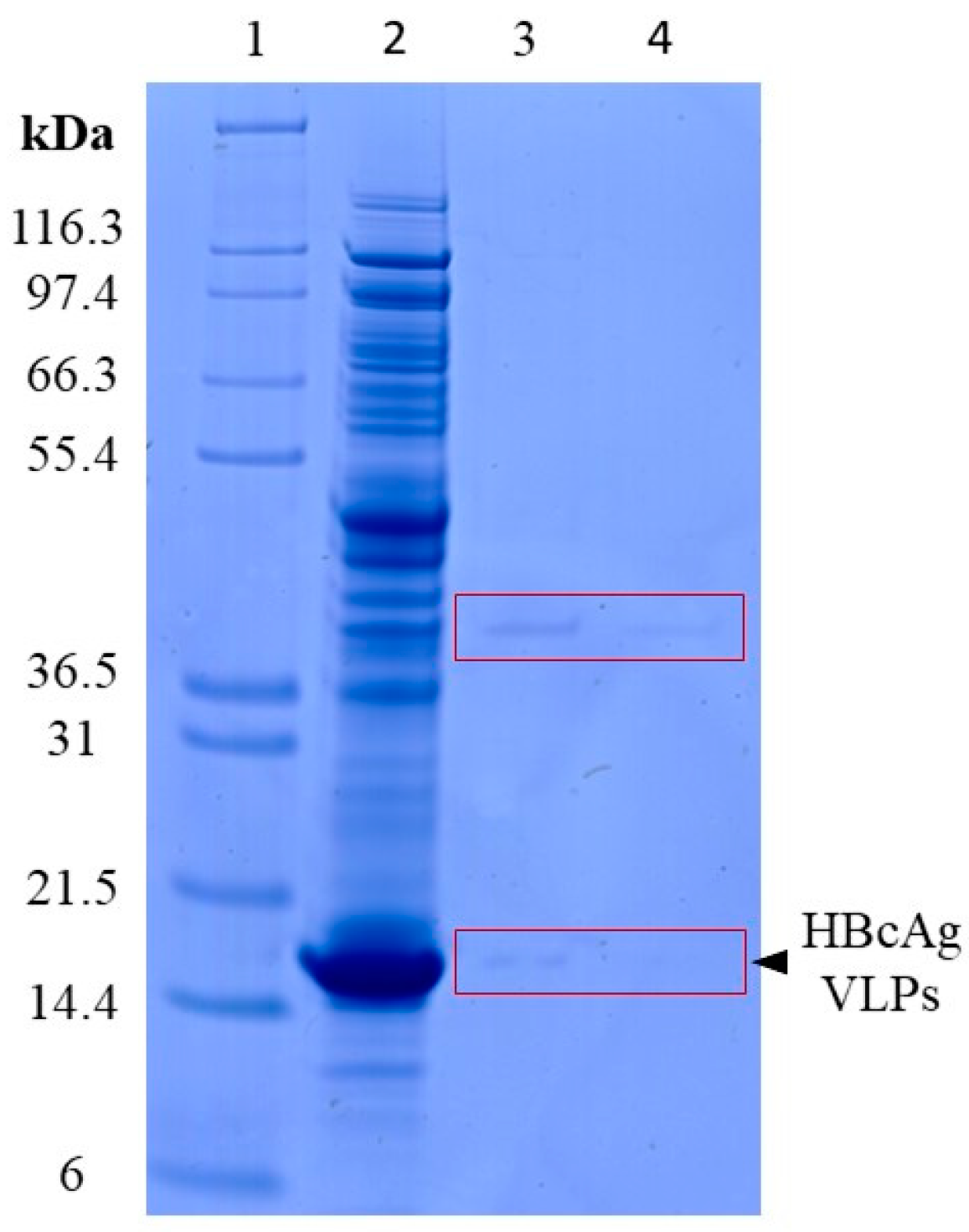 Viruses 16 00013 g002