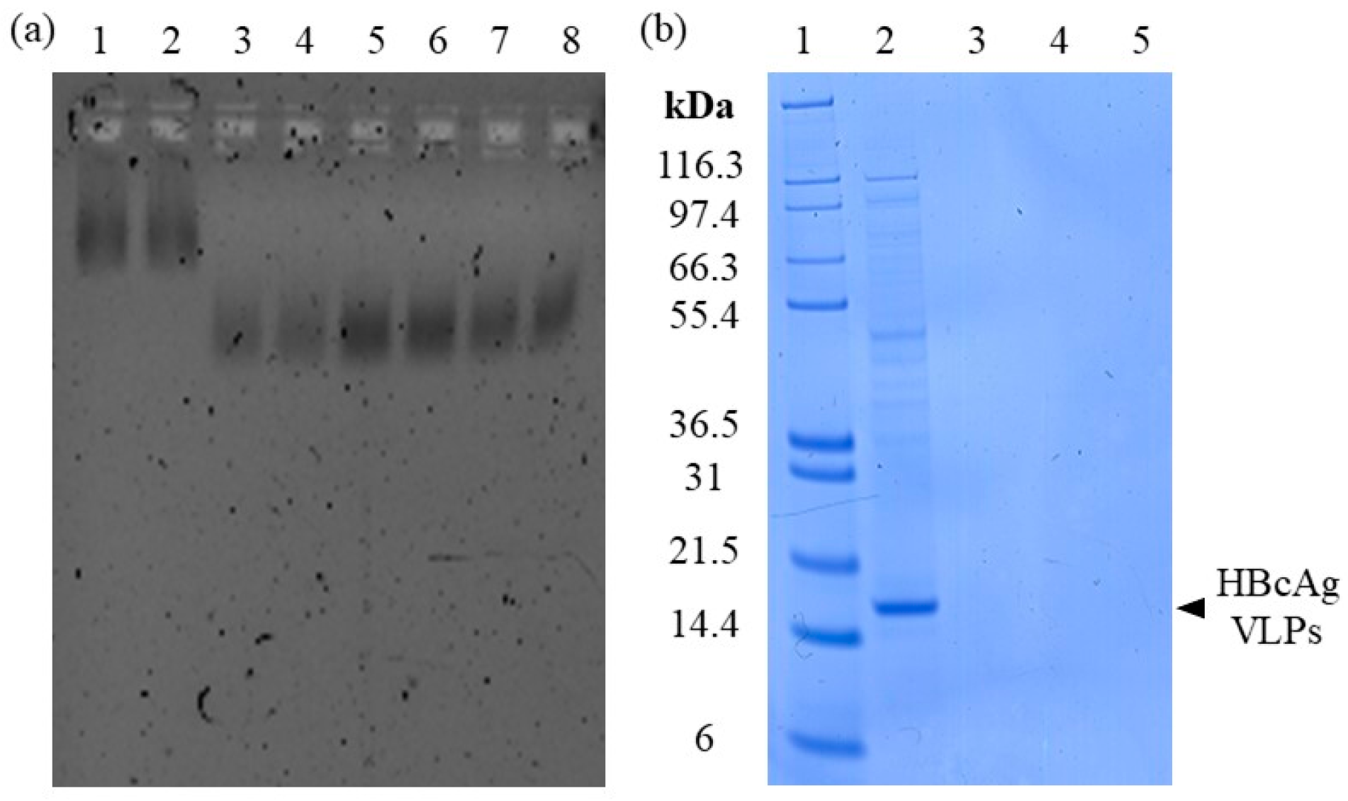 Viruses 16 00013 g003