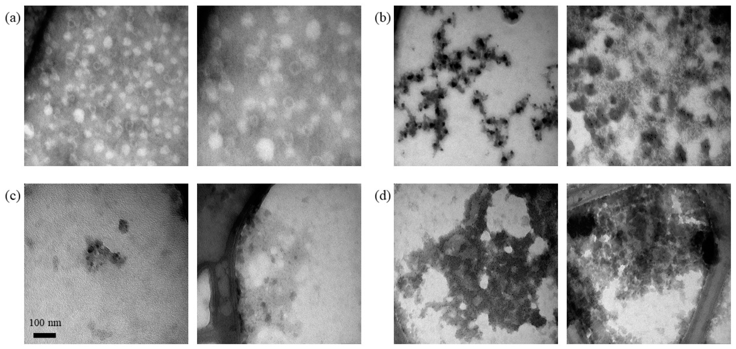 Viruses 16 00013 g007