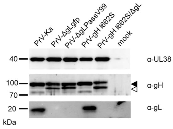 Viruses Free Full Text A Single Amino Acid Substitution in the