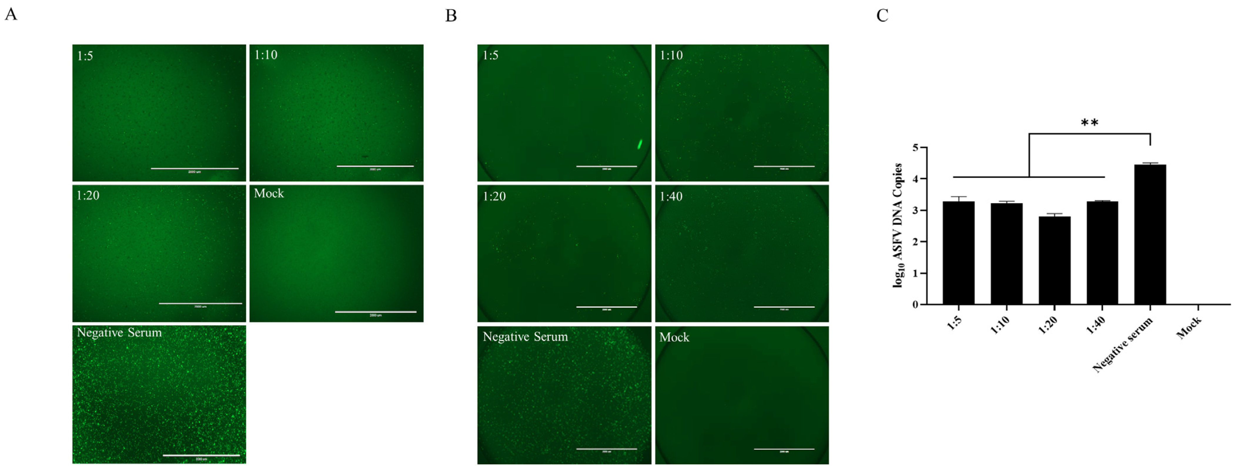 Viruses 16 00038 g002