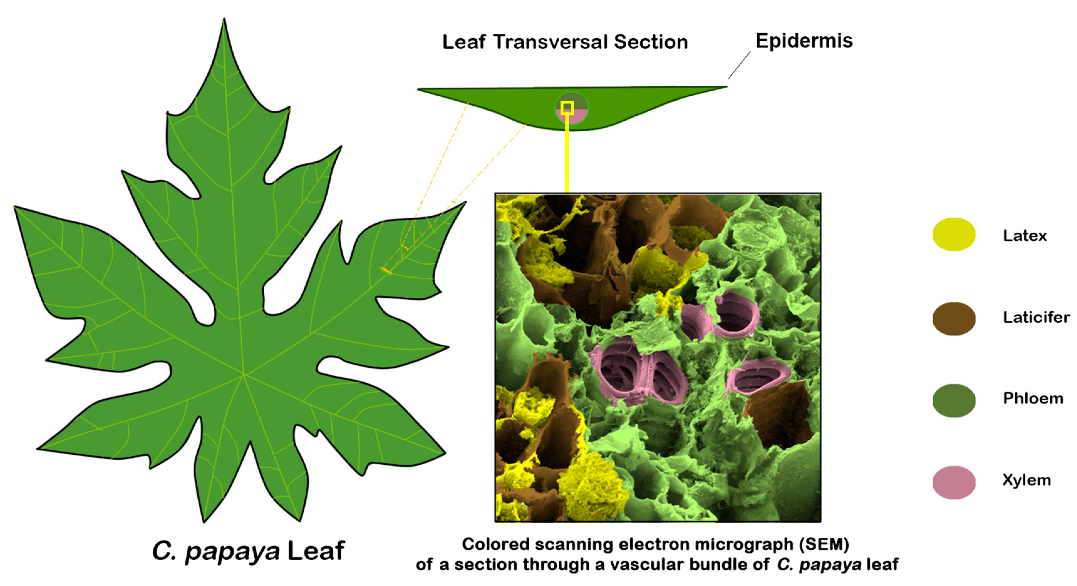 Viruses | Free Full-Text | The Role of Plant Latex in Virus Biology