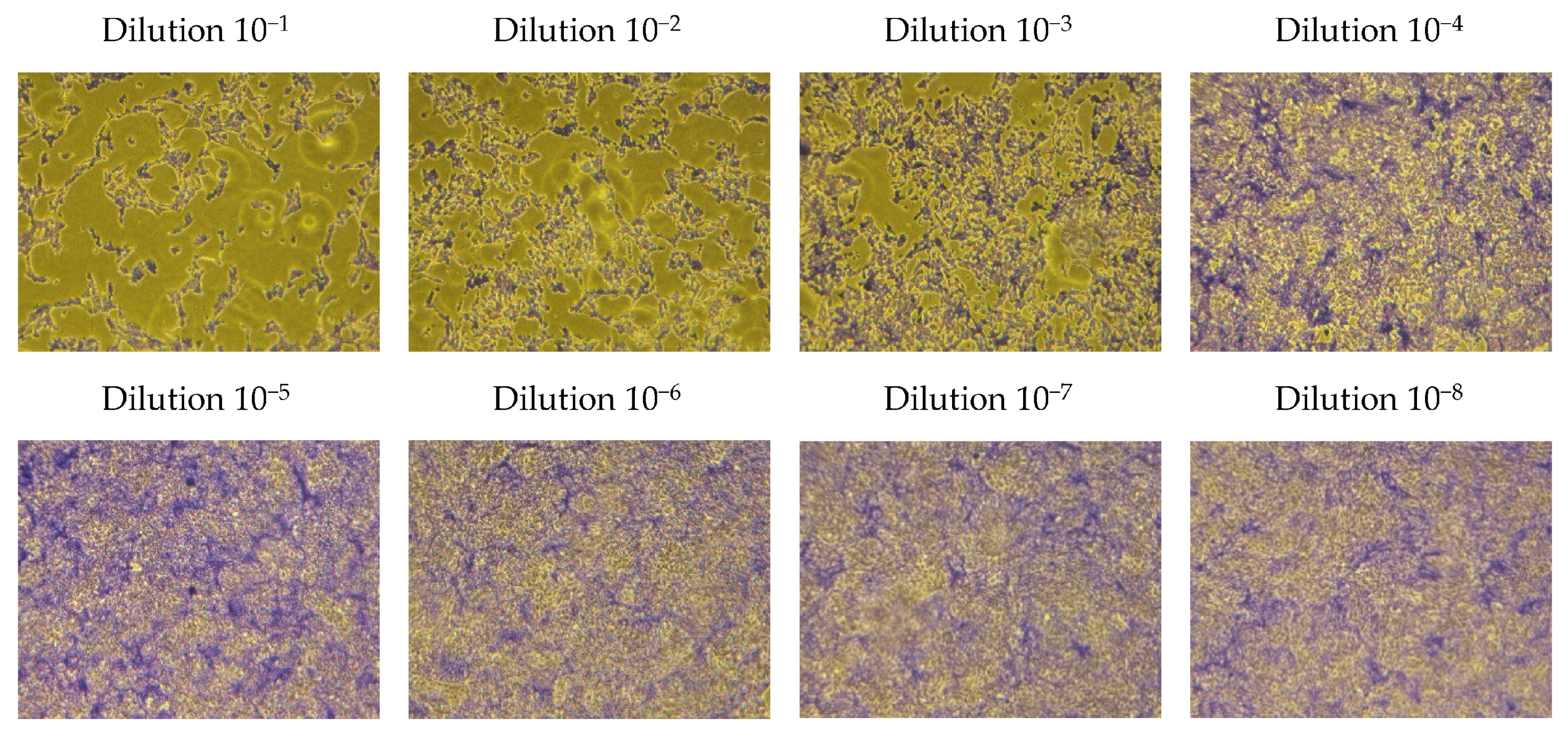 Viruses 16 00048 g004