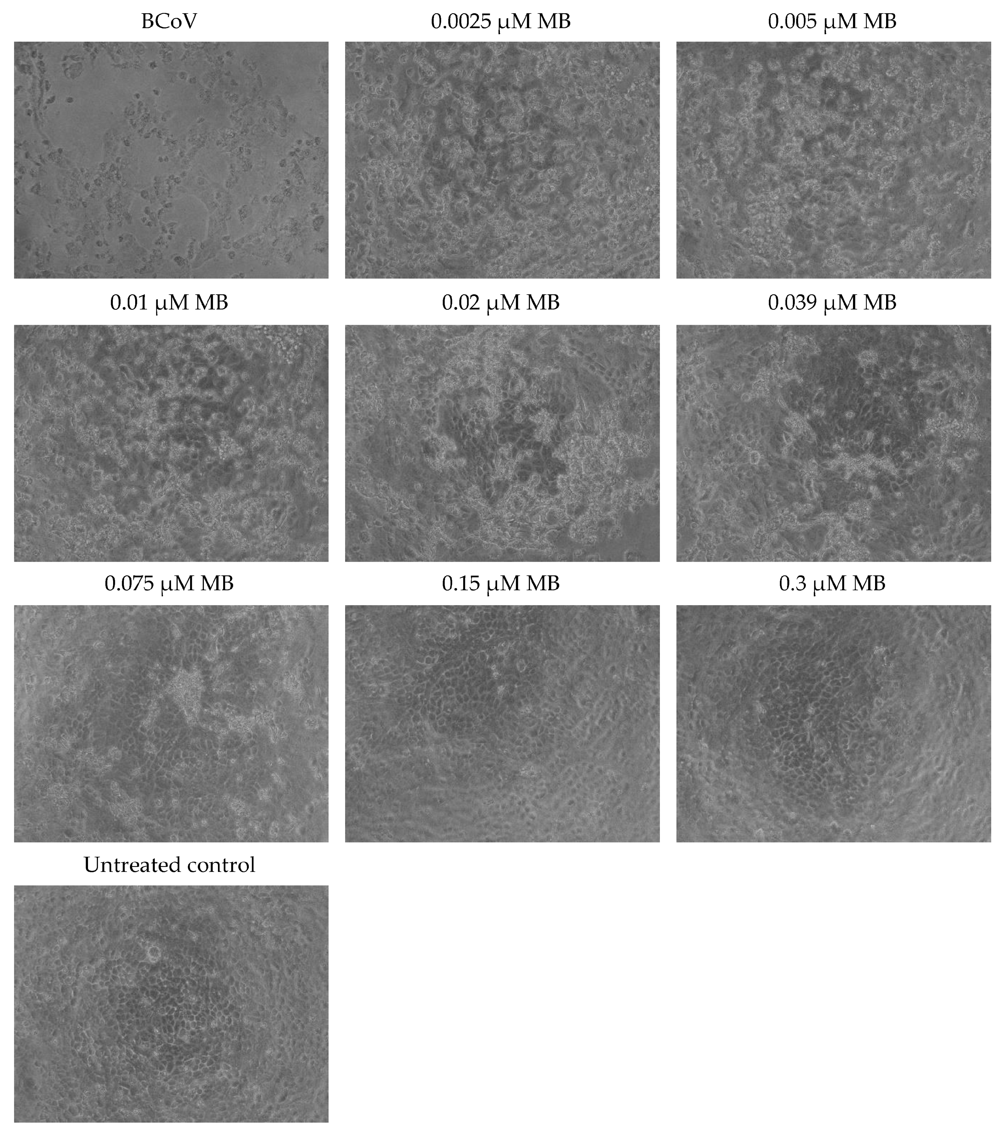 Viruses 16 00048 g005