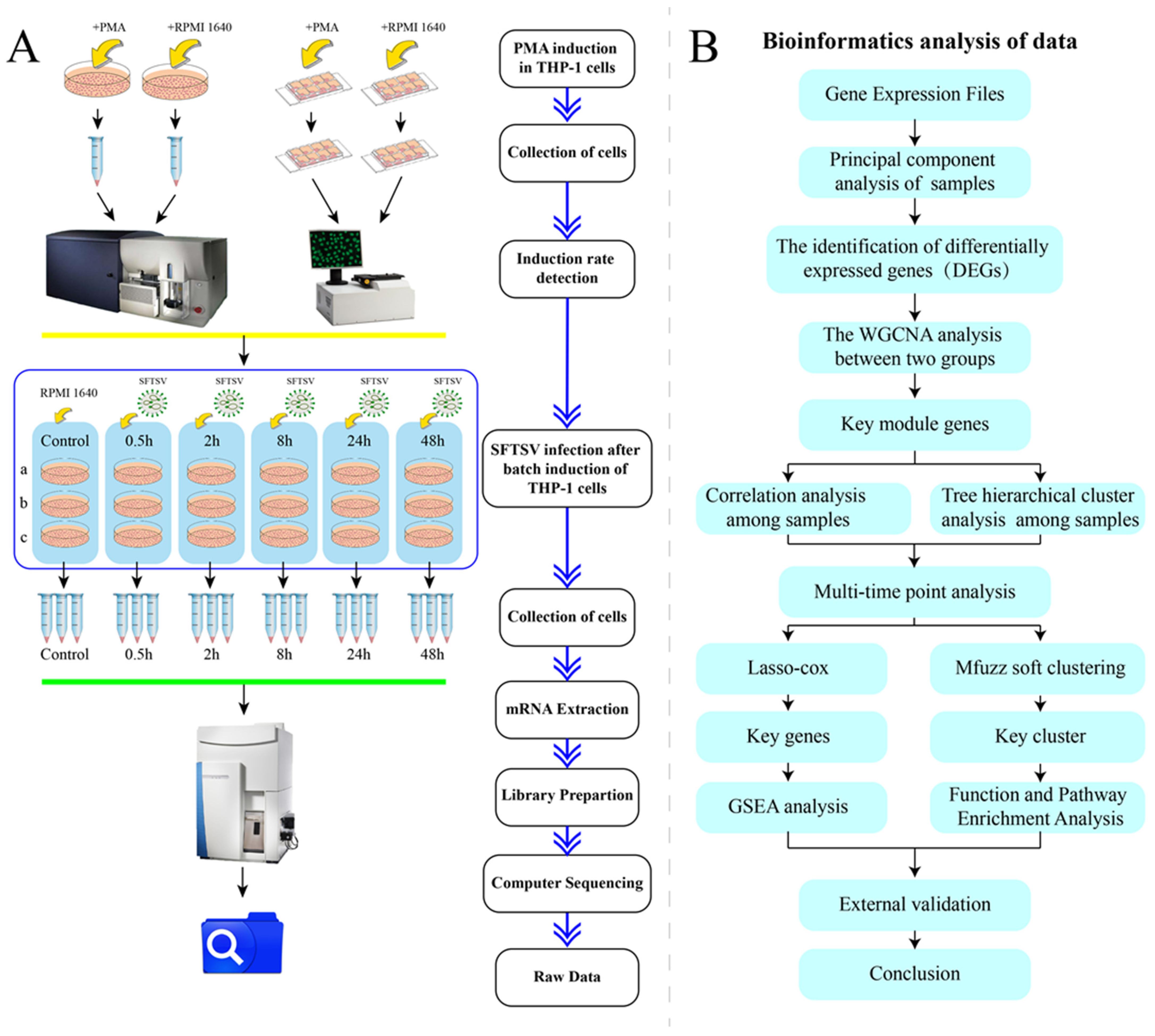 Viruses 16 00059 g001