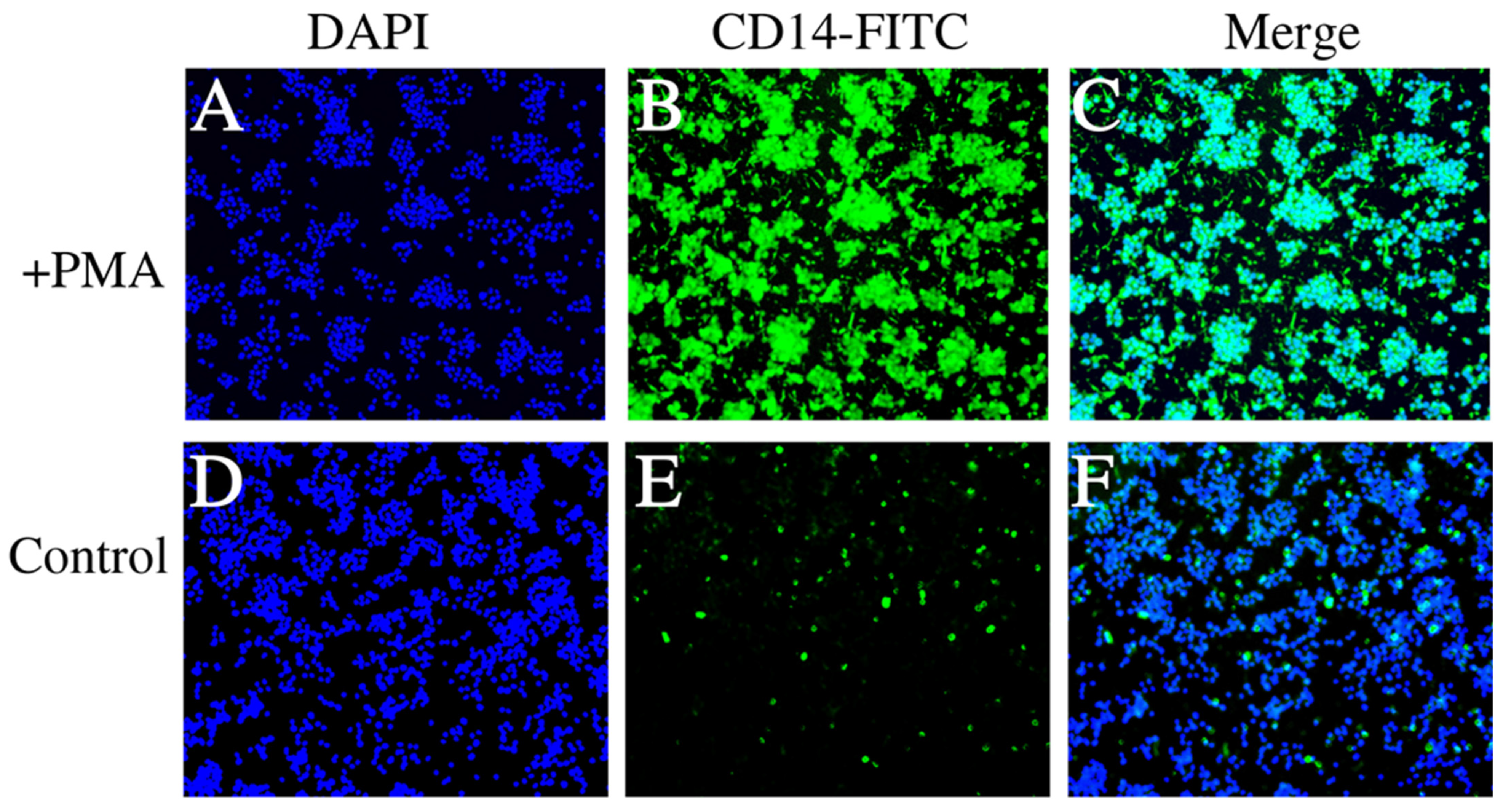 Viruses 16 00059 g003