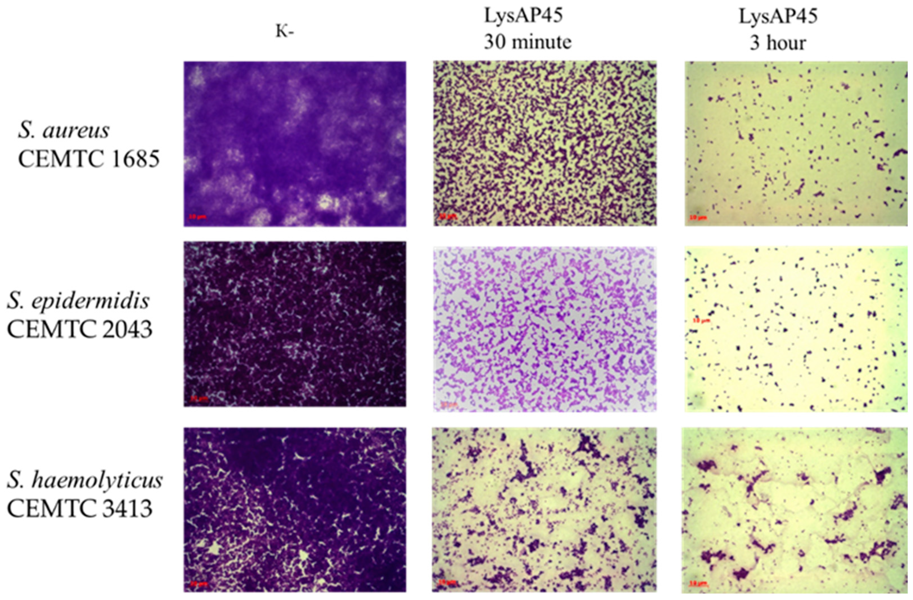 Viruses 16 00093 g006