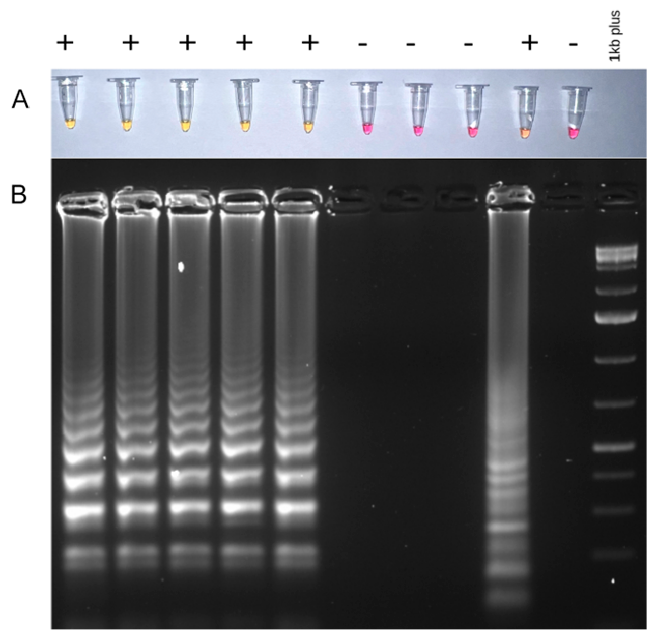 Viruses 16 00096 g003 Viruses 16 00096 g003