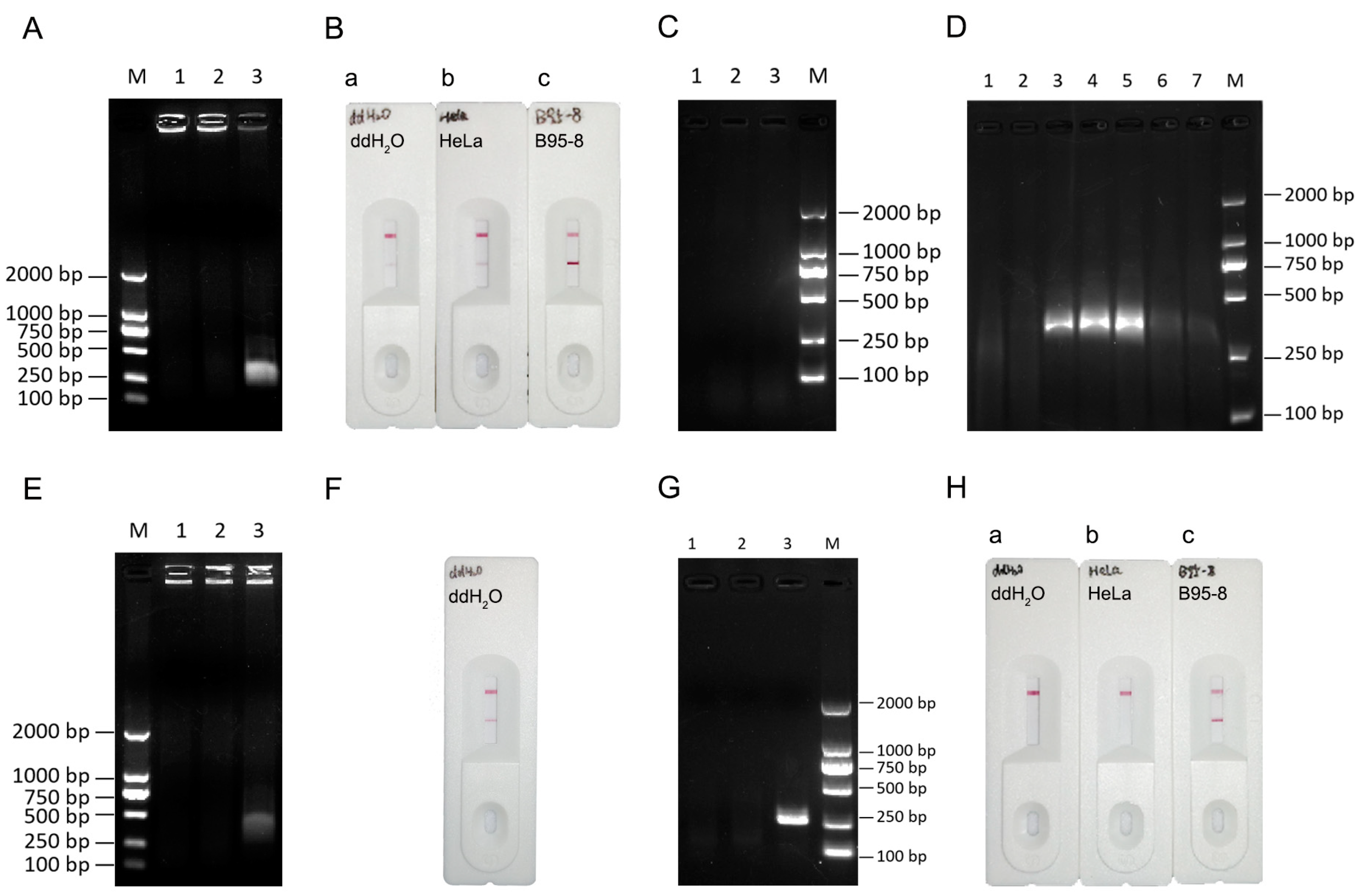 Viruses 16 00106 g002