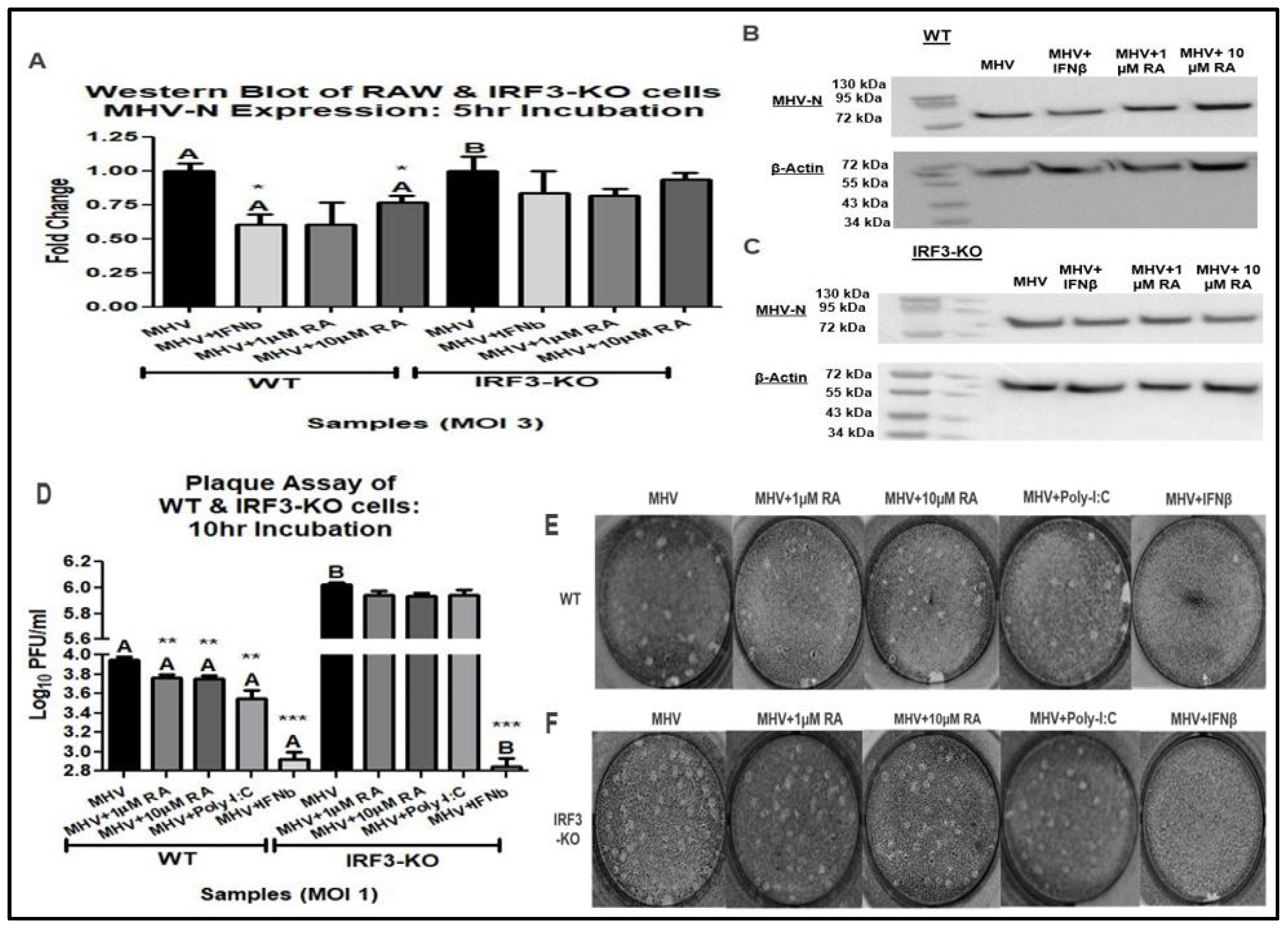 Viruses 16 00140 g004