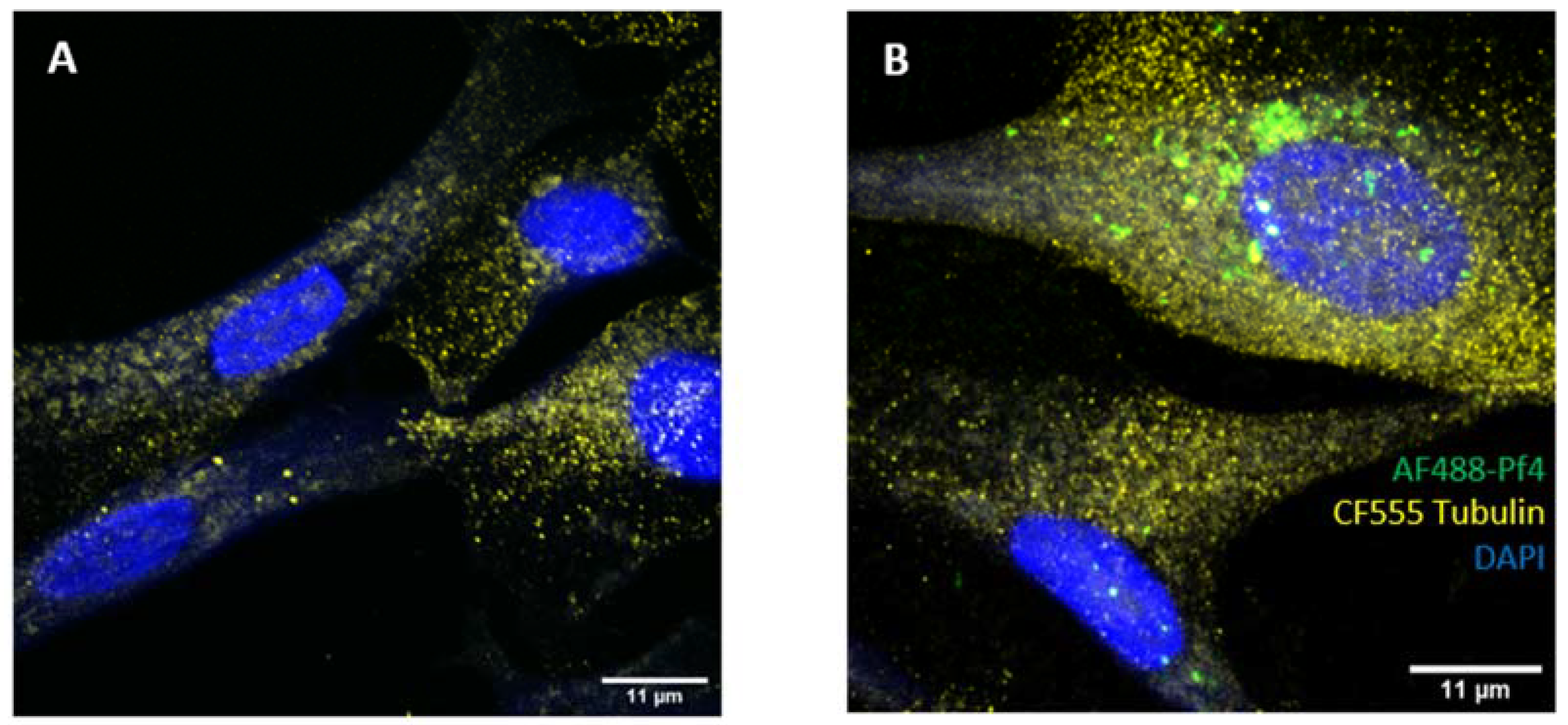 Viruses 16 00165 g005a