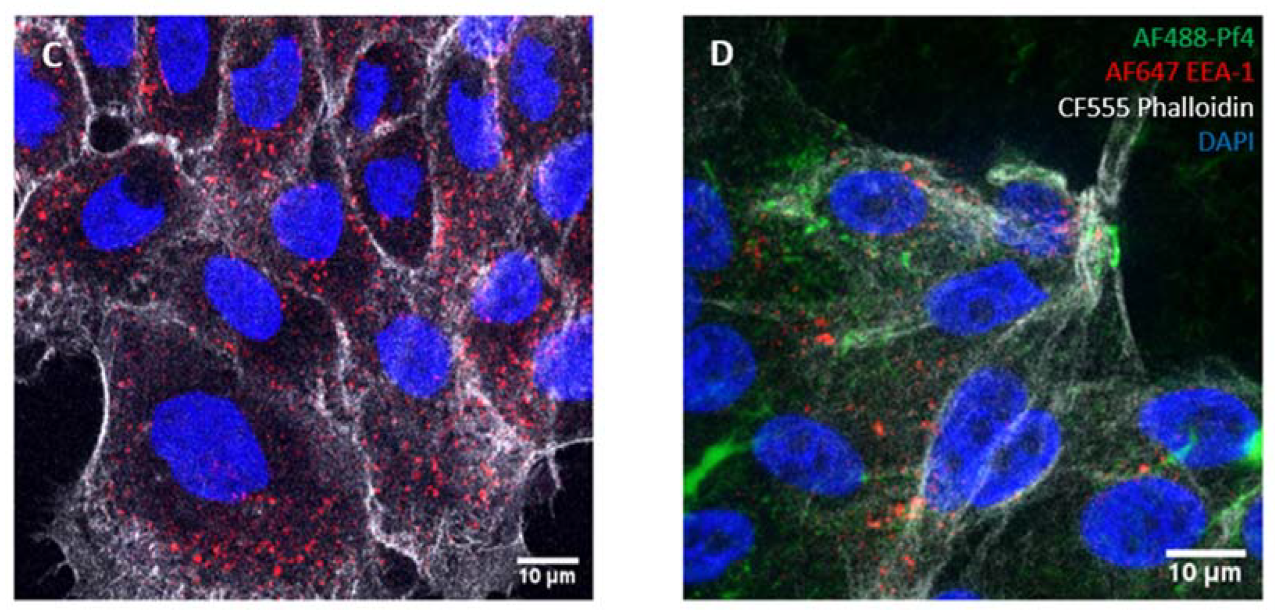 Viruses 16 00165 g005b