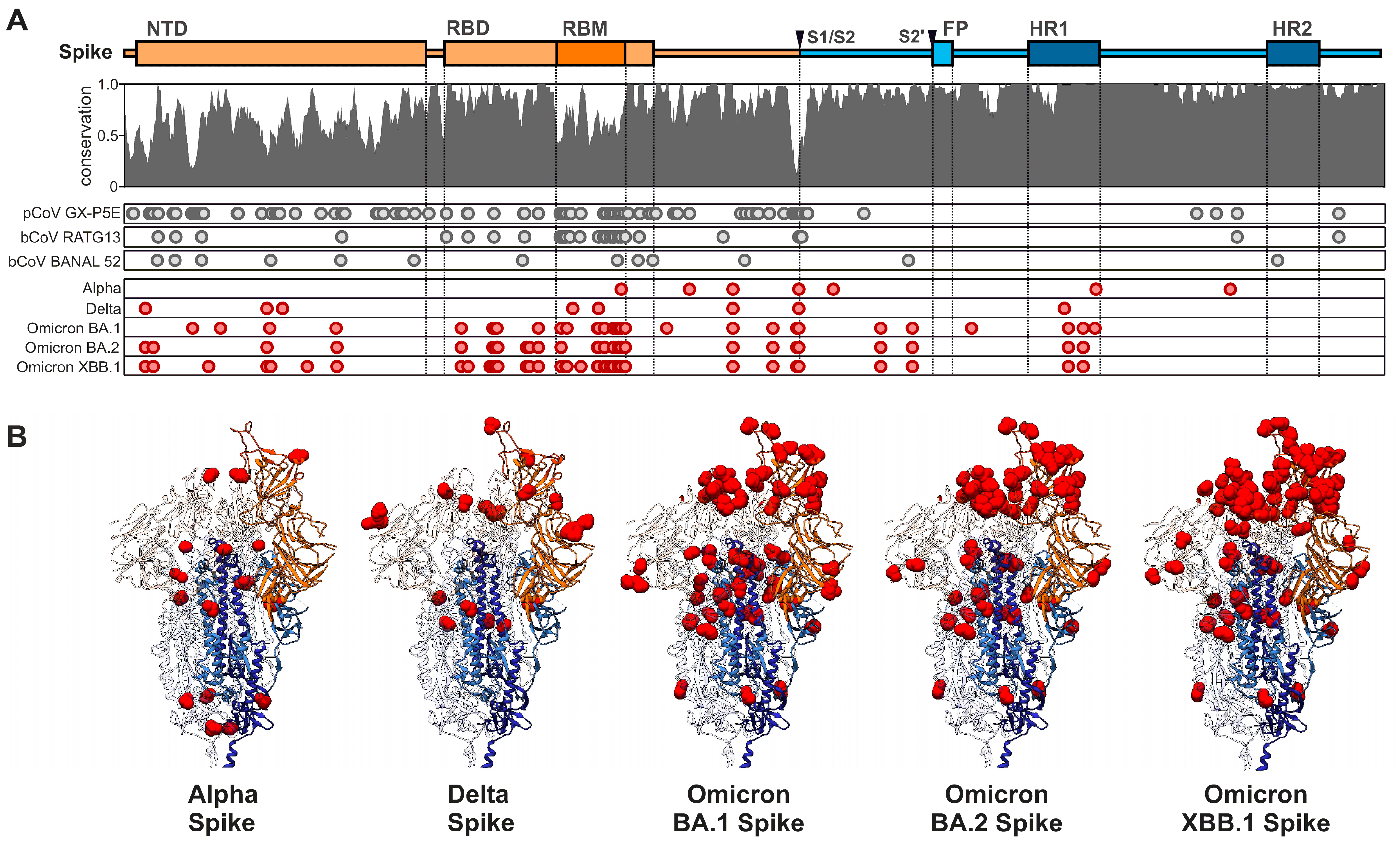 Convergent evolution of SARS-CoV-2 Omicron subvariants leading to the  emergence of BQ.1.1 variant