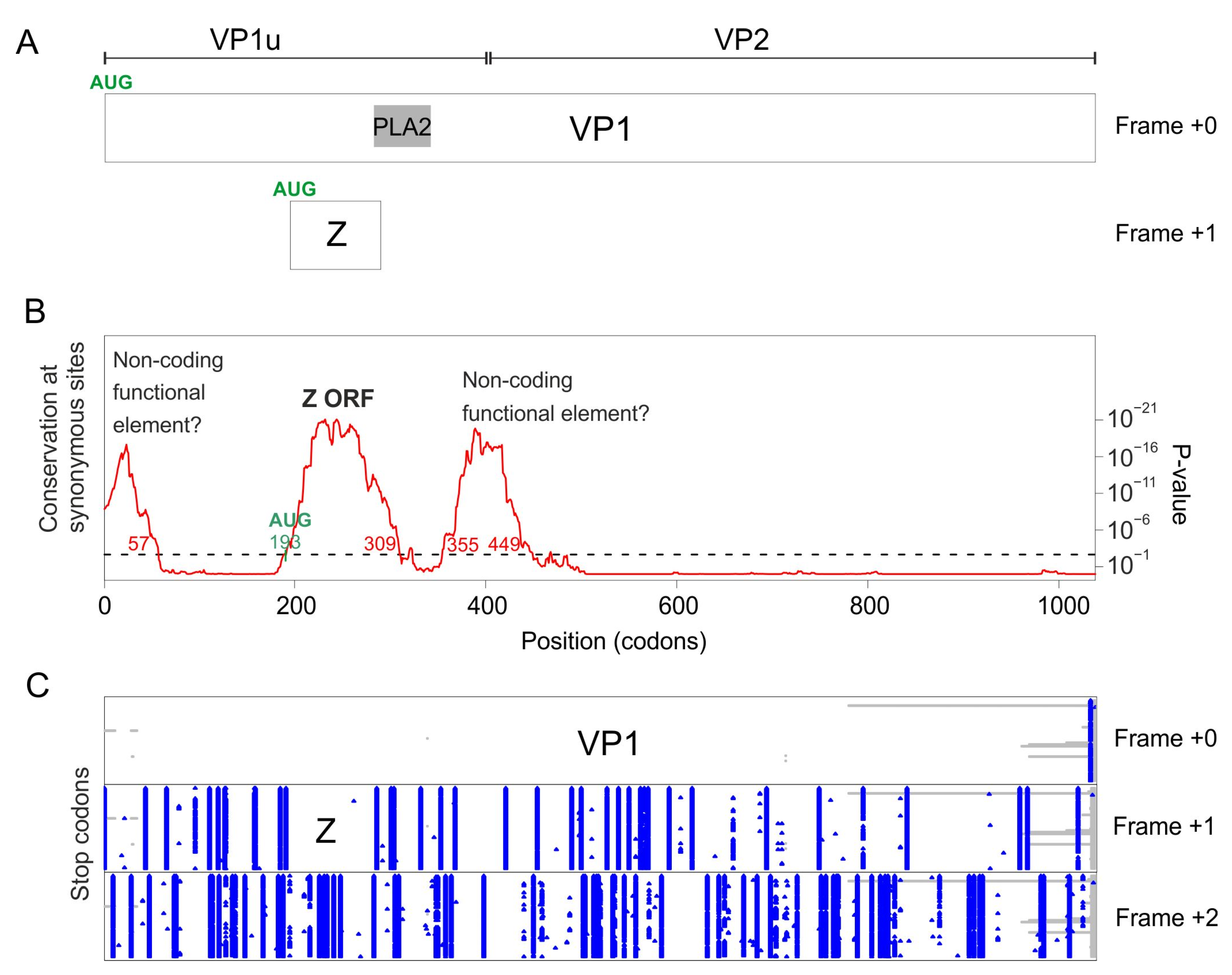 Viruses 16 00191 g007 Viruses 16 00191 g007