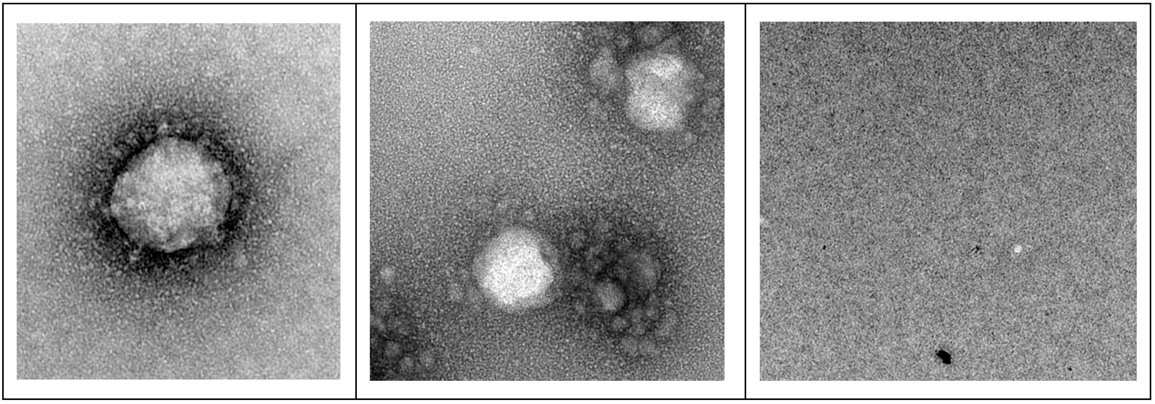 Viruses 16 00196 g004