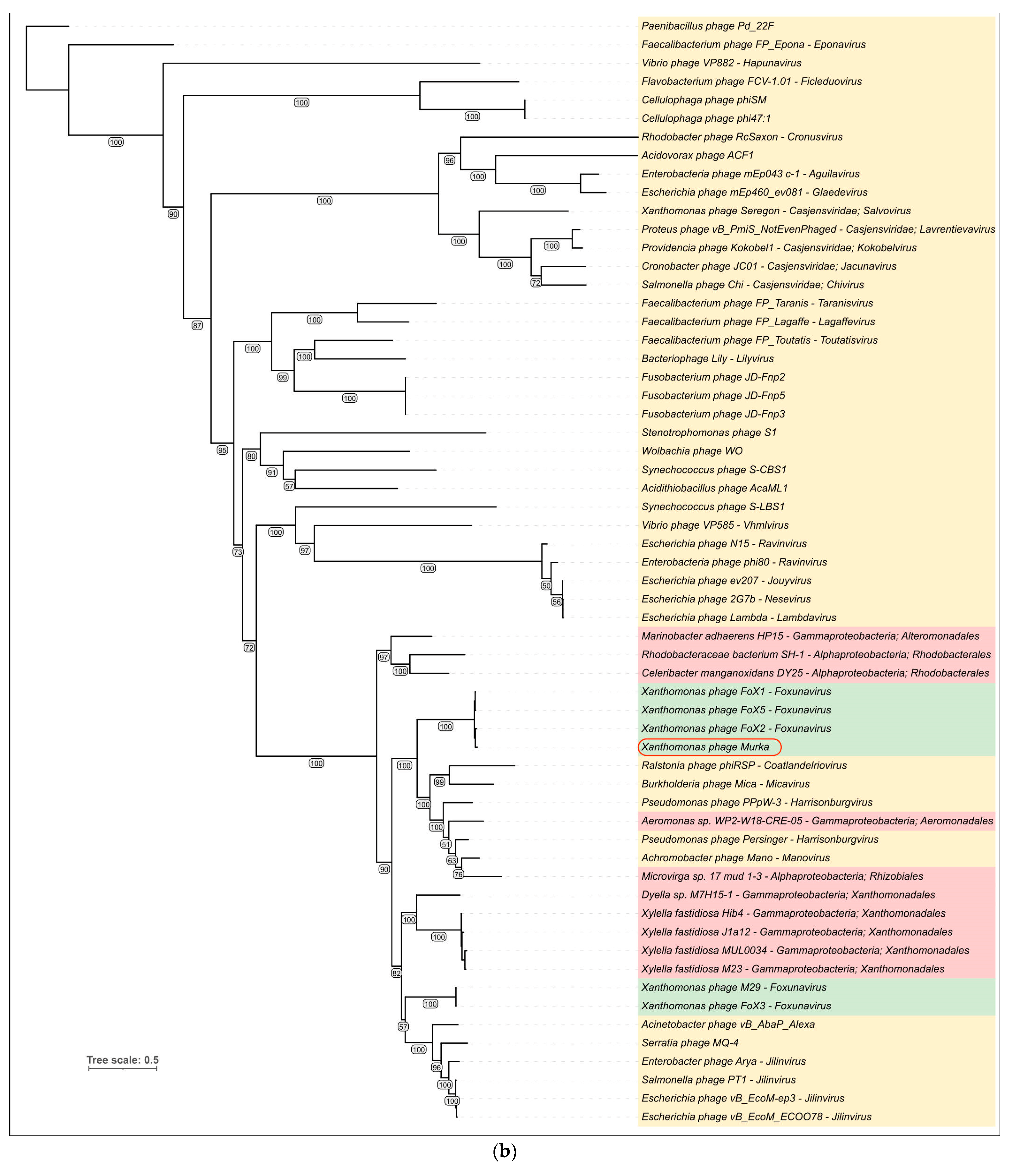 Viruses 16 00198 g008b