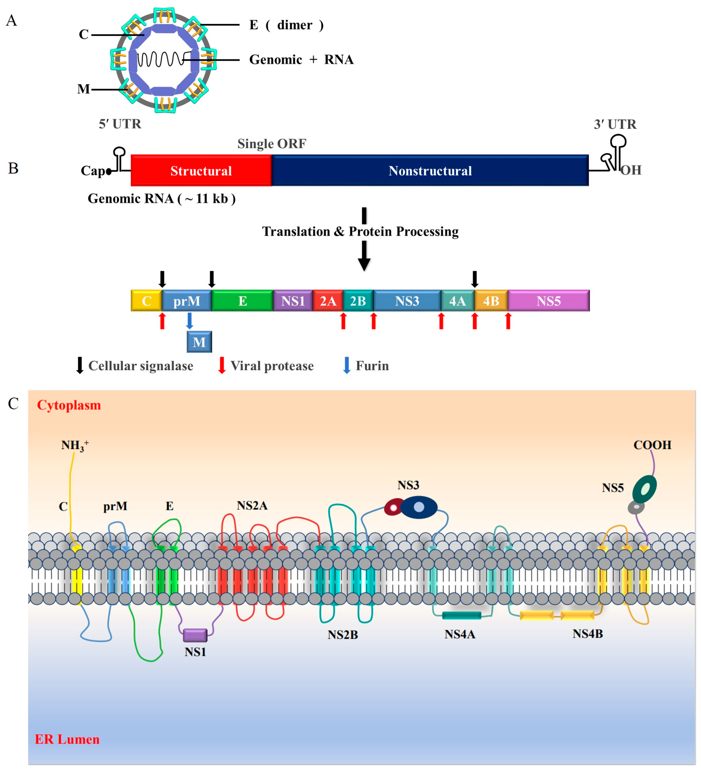 Viruses 16 00202 g002 Viruses 16 00202 g002