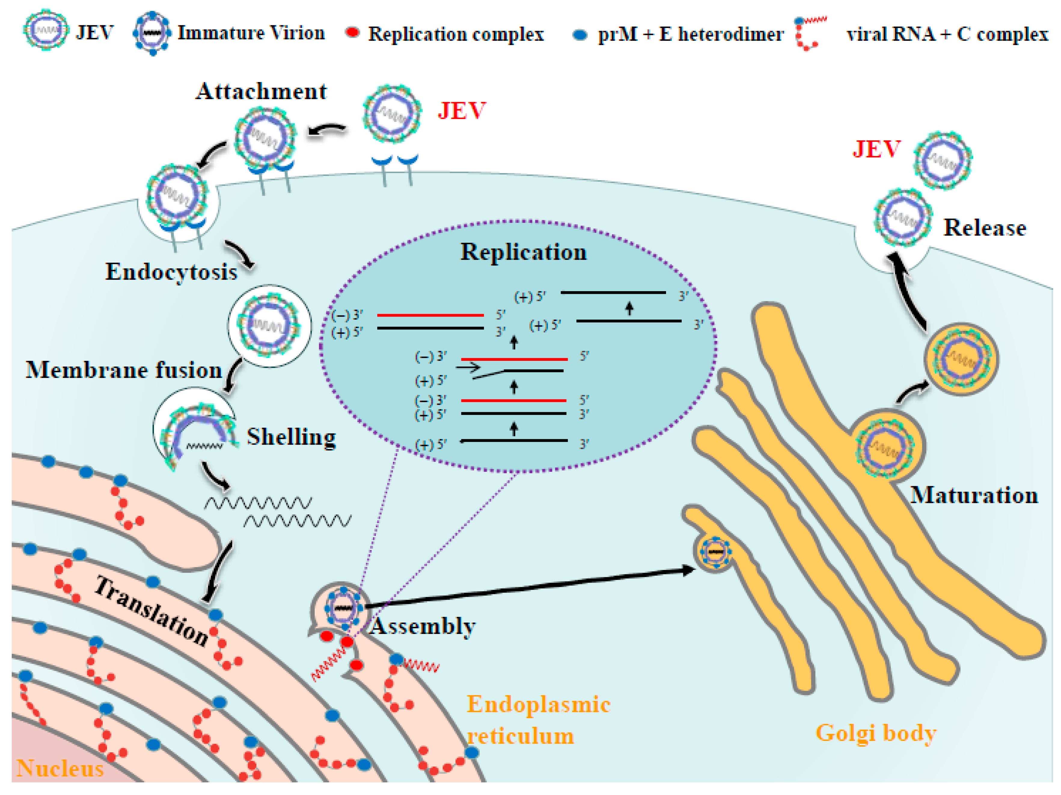 Viruses 16 00202 g003 Viruses 16 00202 g003