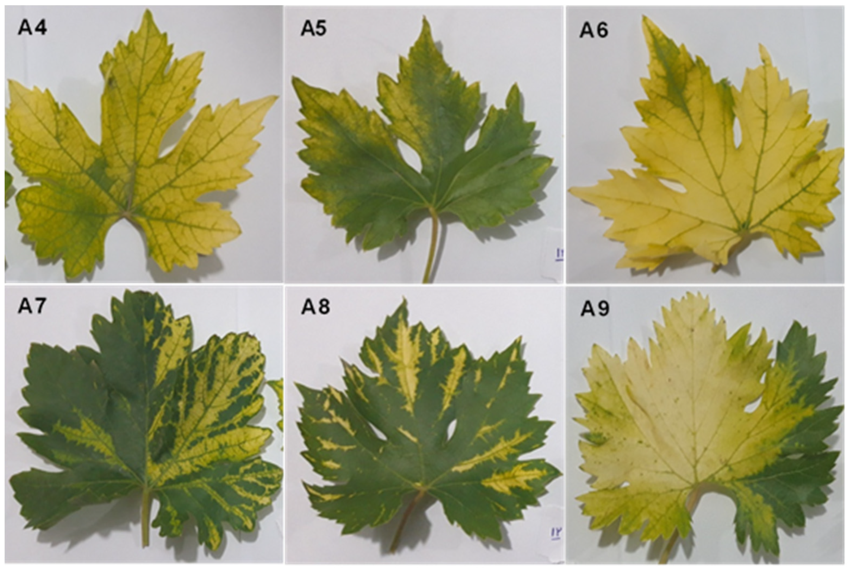 Viruses 16 00204 g001