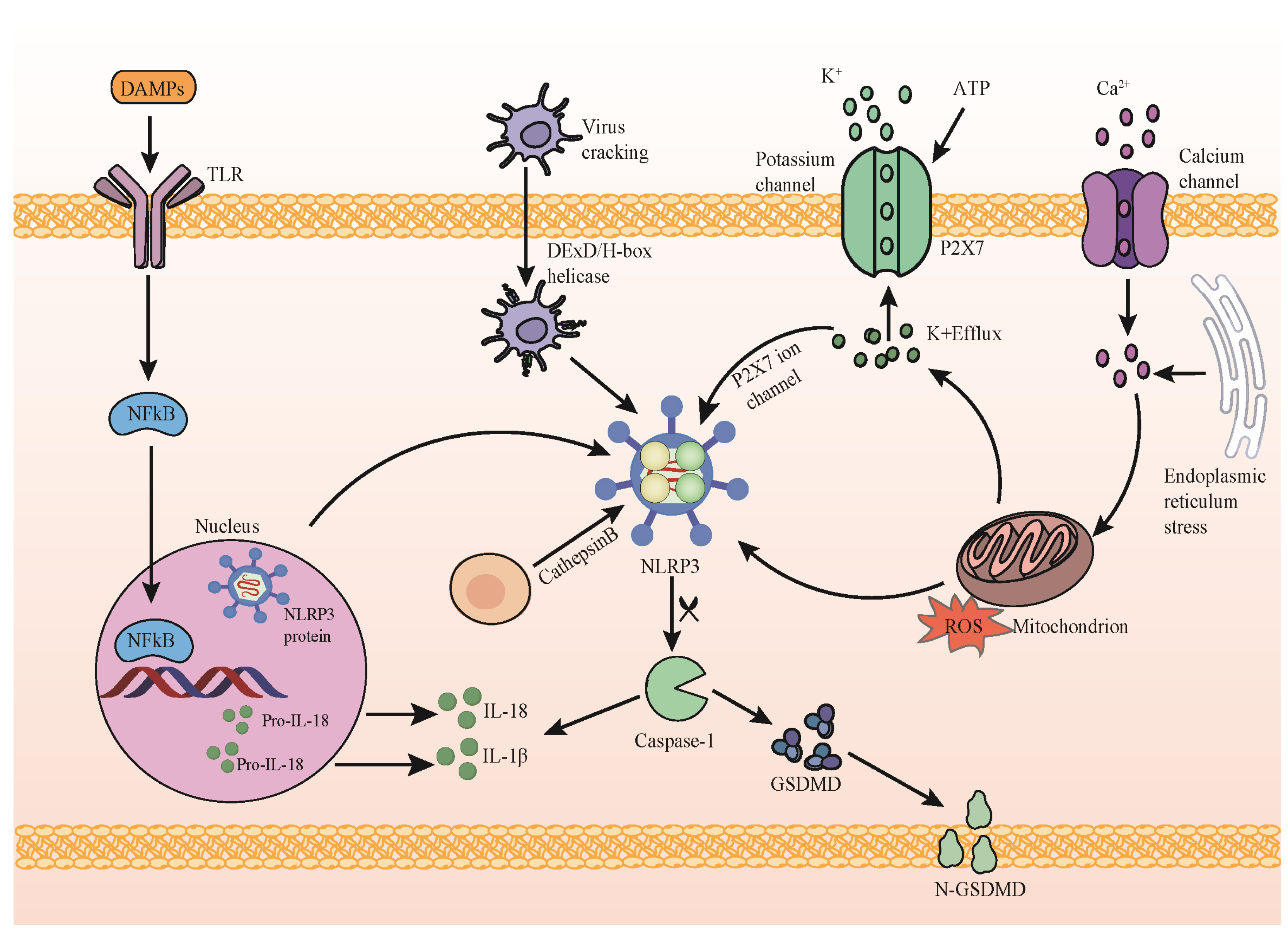 Viruses | Free Full-Text | Investigating the Nexus of NLRP3 ...