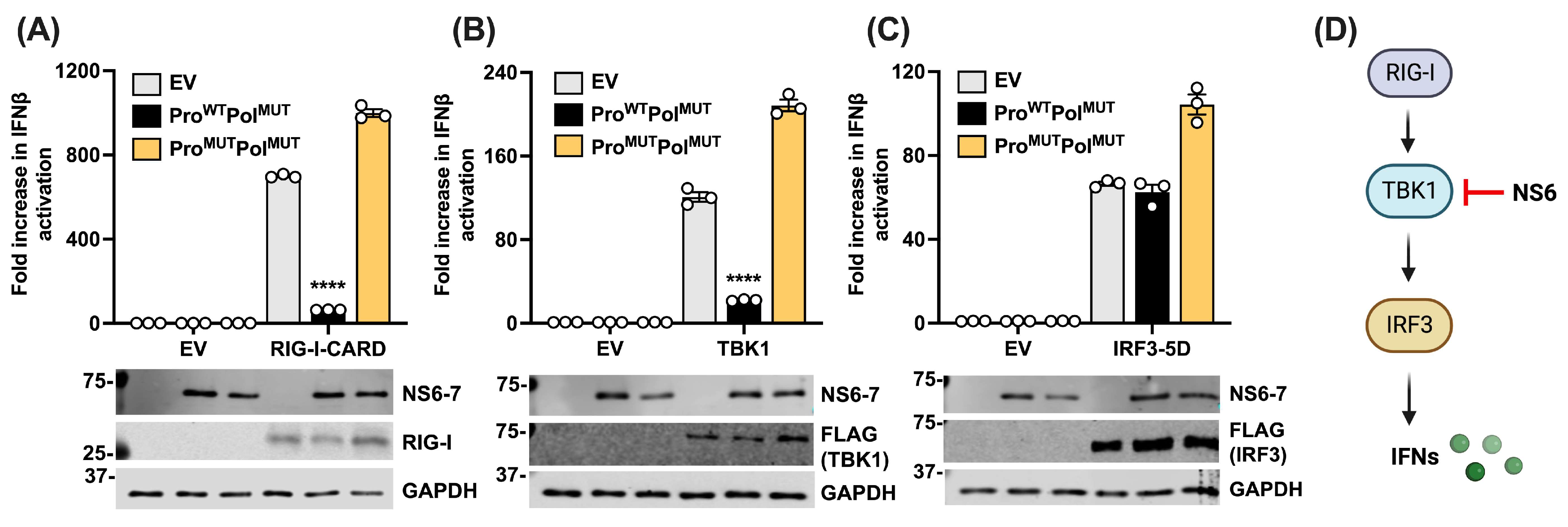 Viruses 16 00247 g002