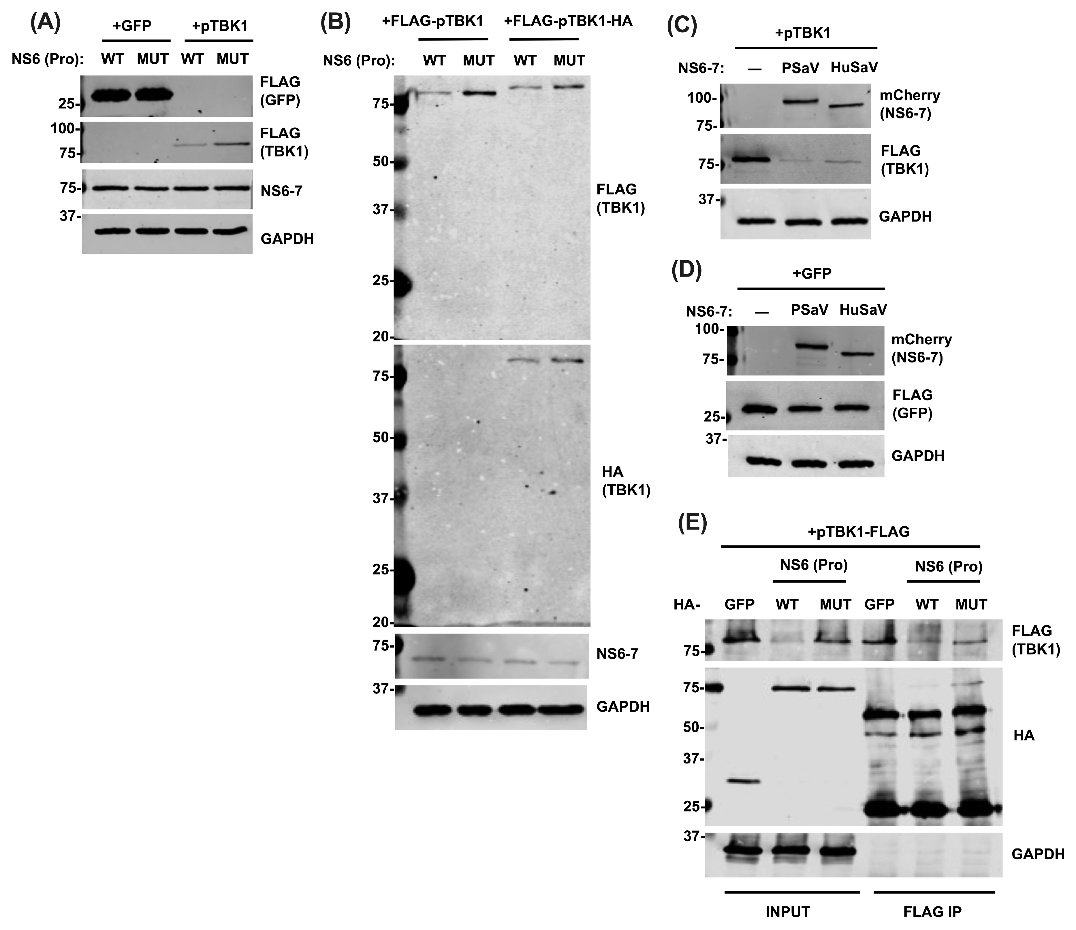 Viruses 16 00247 g003
