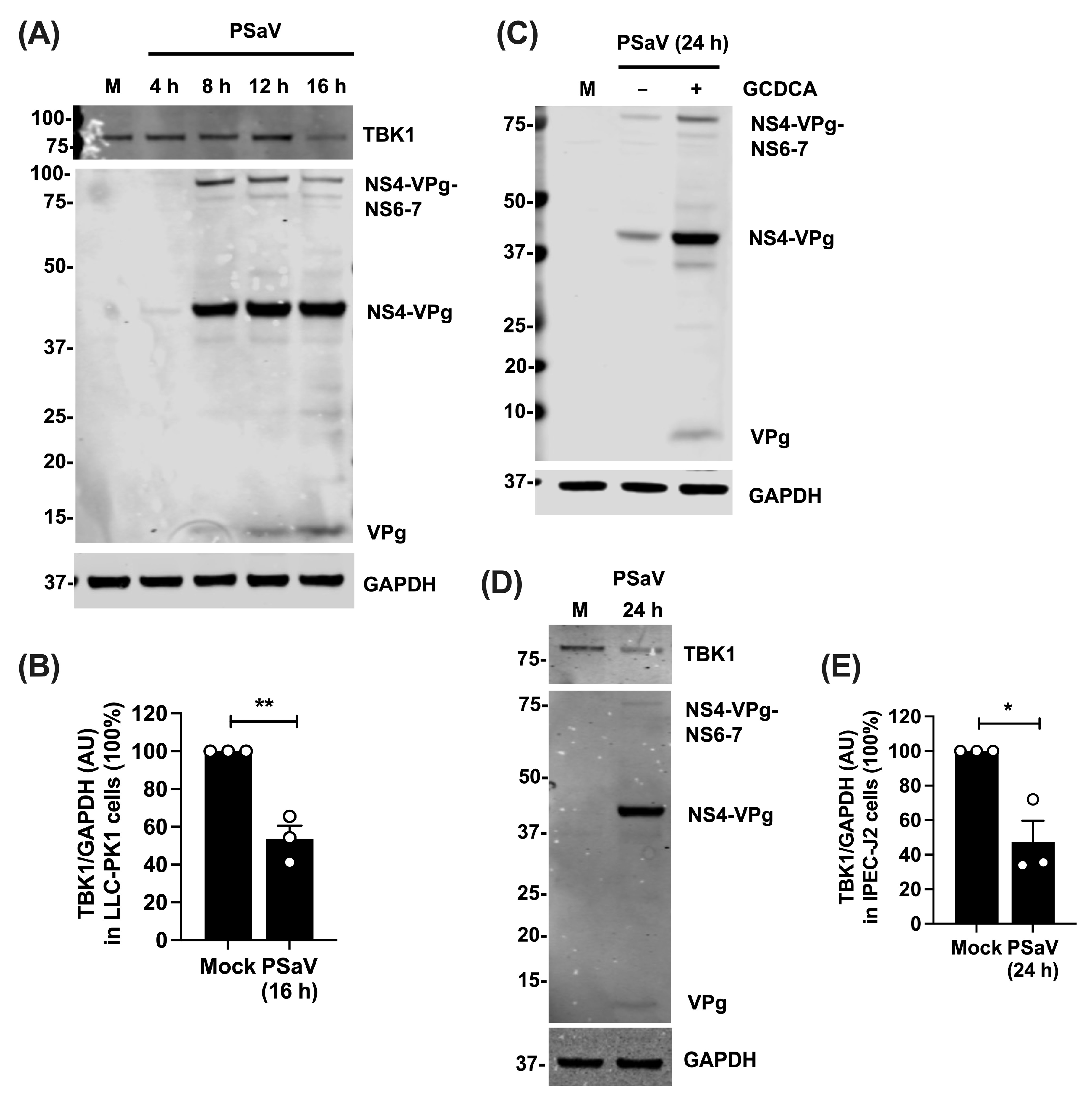 Viruses 16 00247 g004