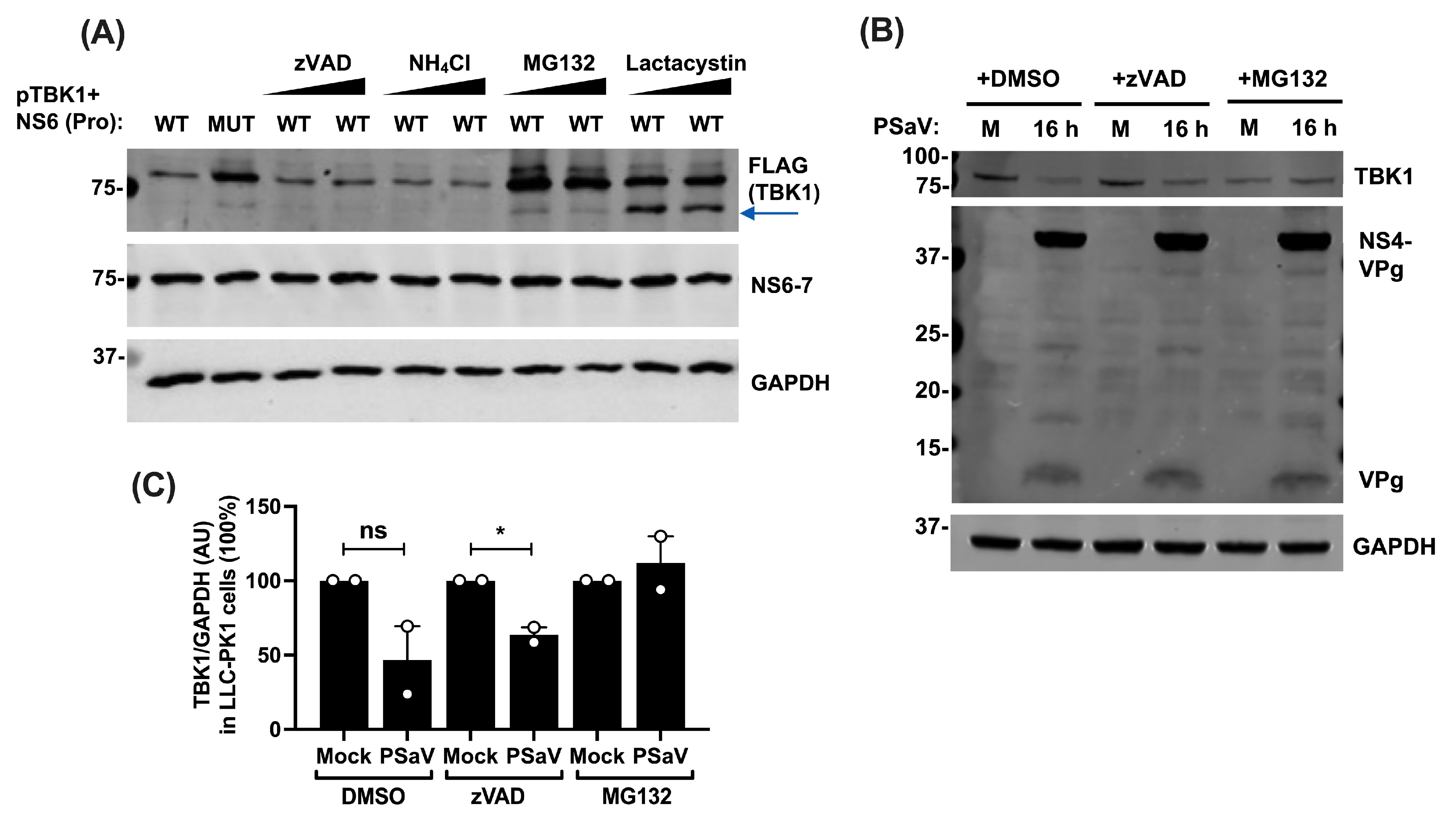 Viruses 16 00247 g005