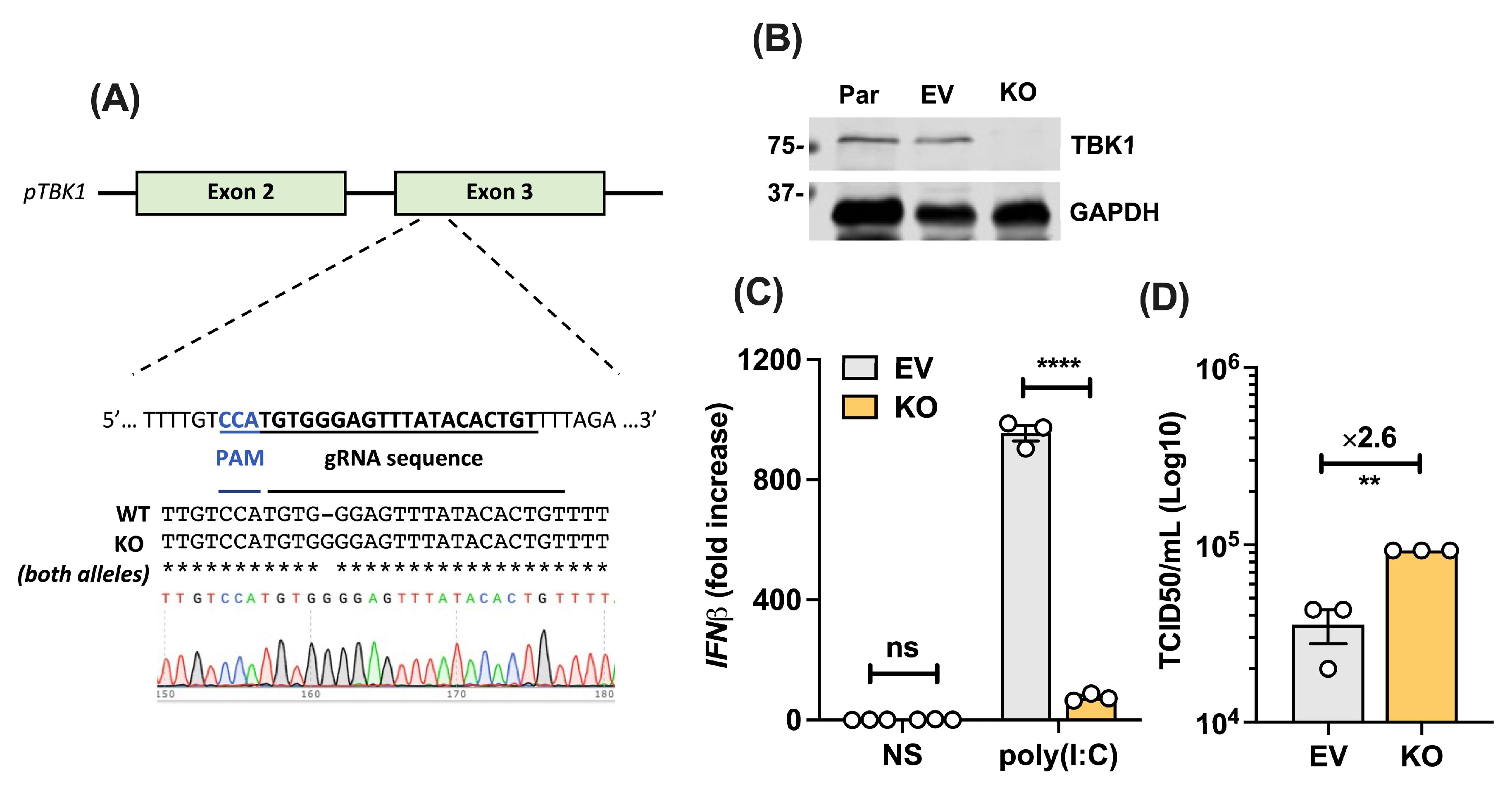 Viruses 16 00247 g006