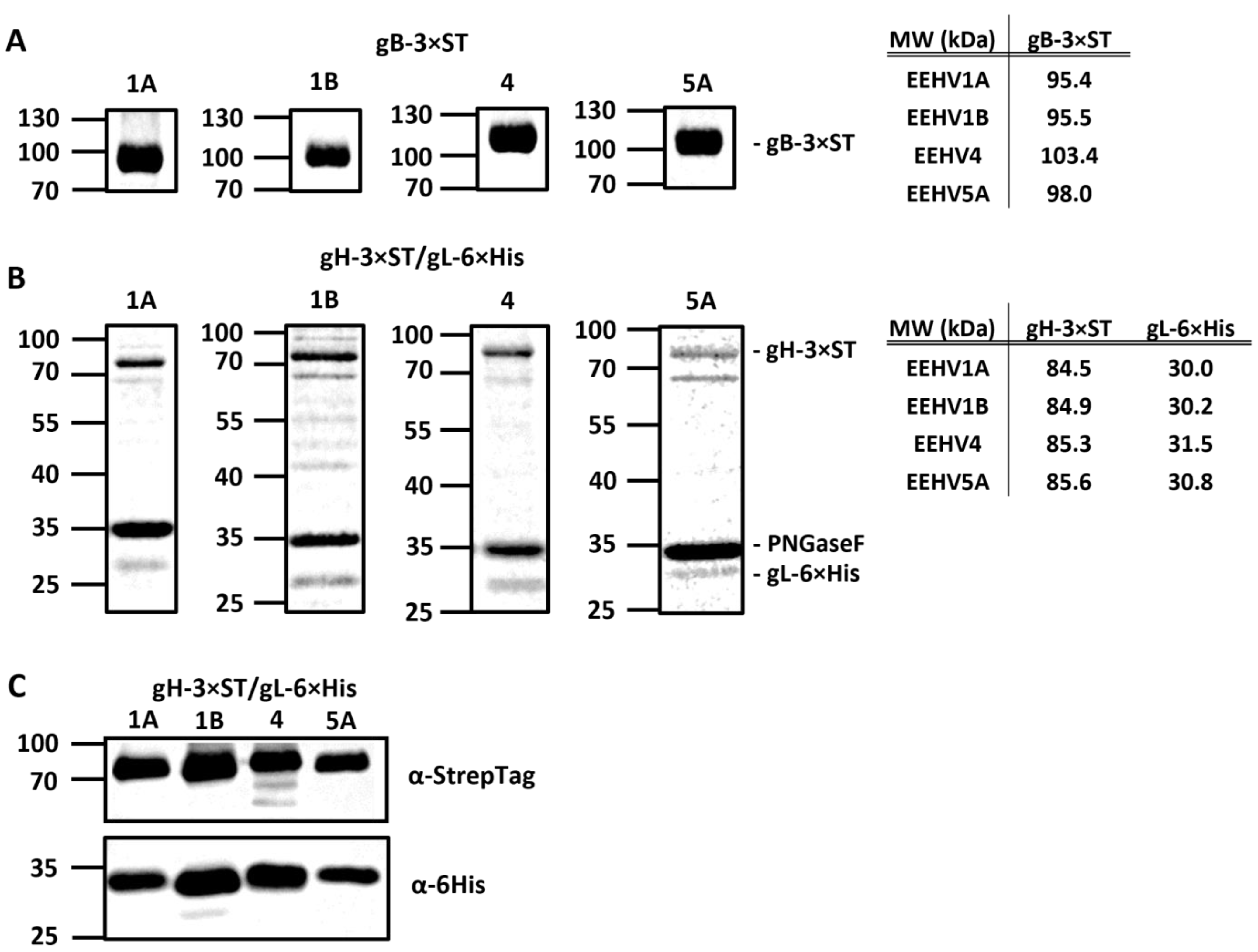 Viruses 16 00268 g003