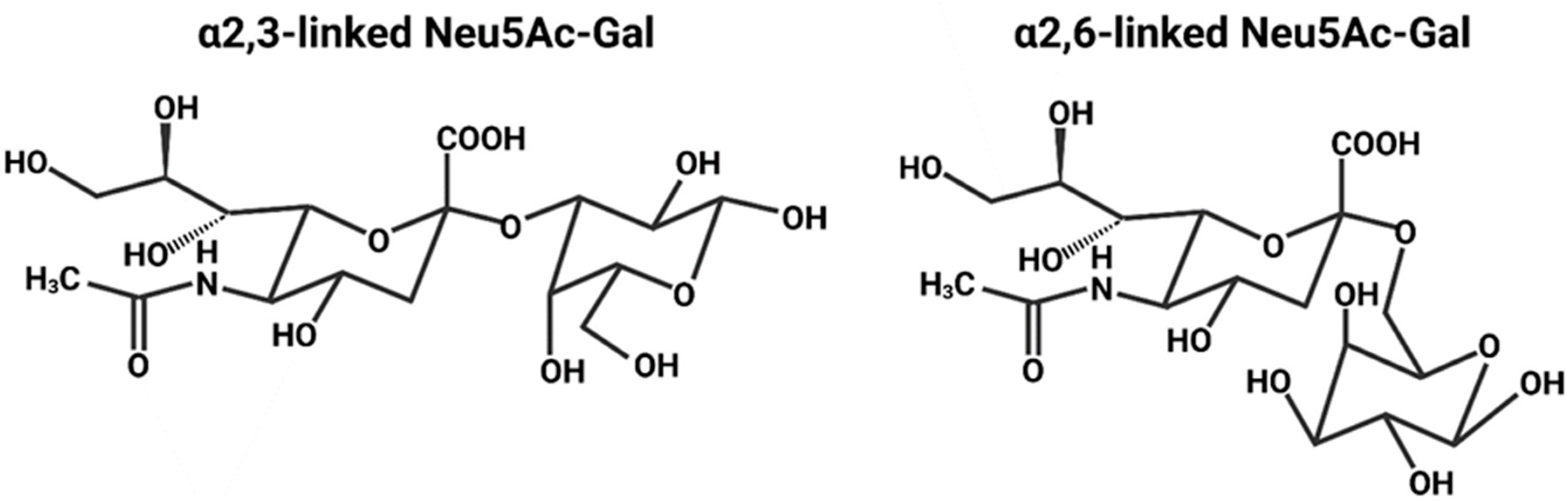 Viruses 16 00316 g012