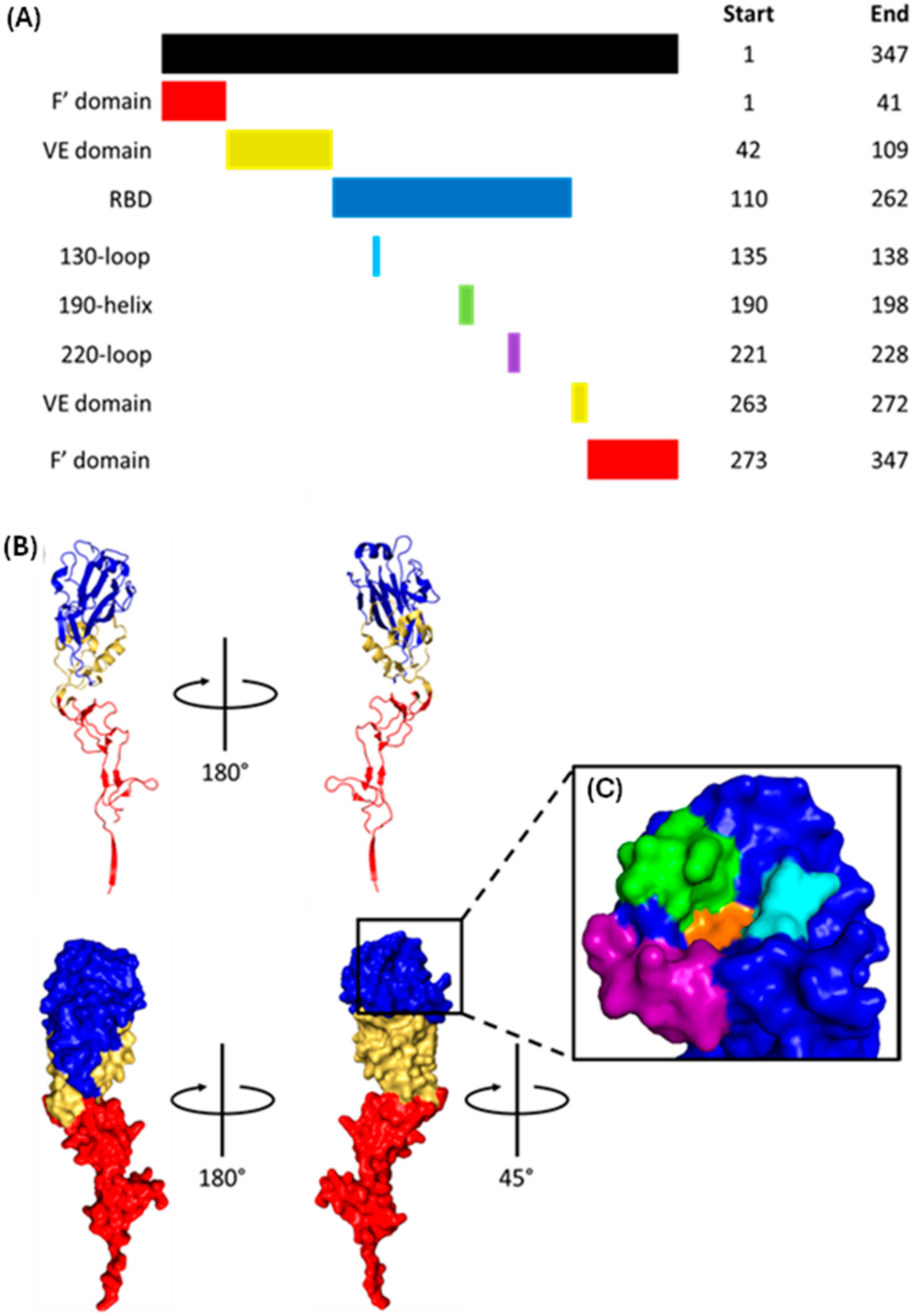 Viruses 16 00316 g013