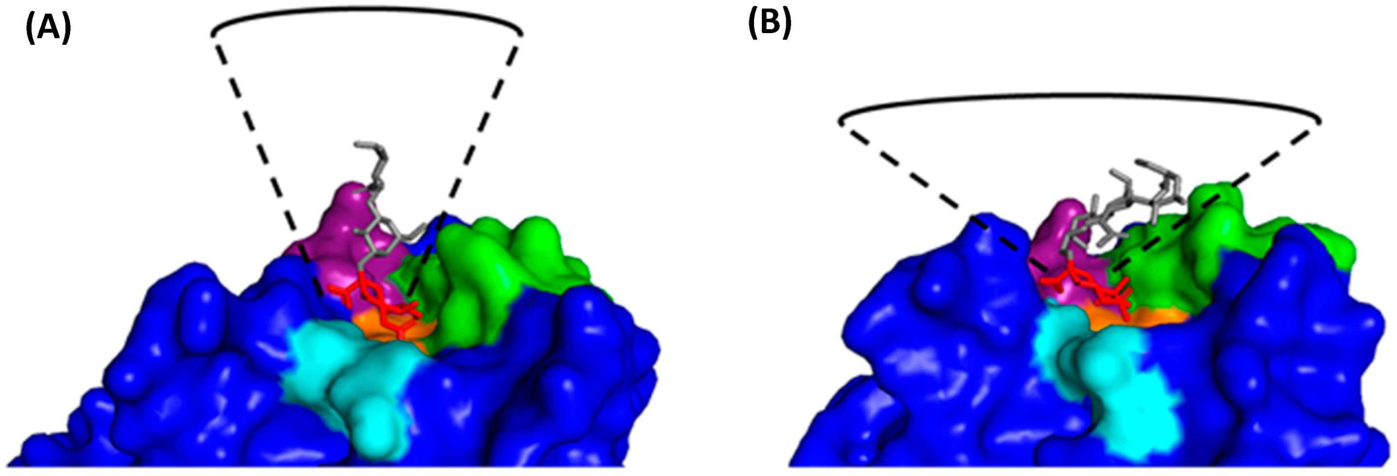 Viruses 16 00316 g014