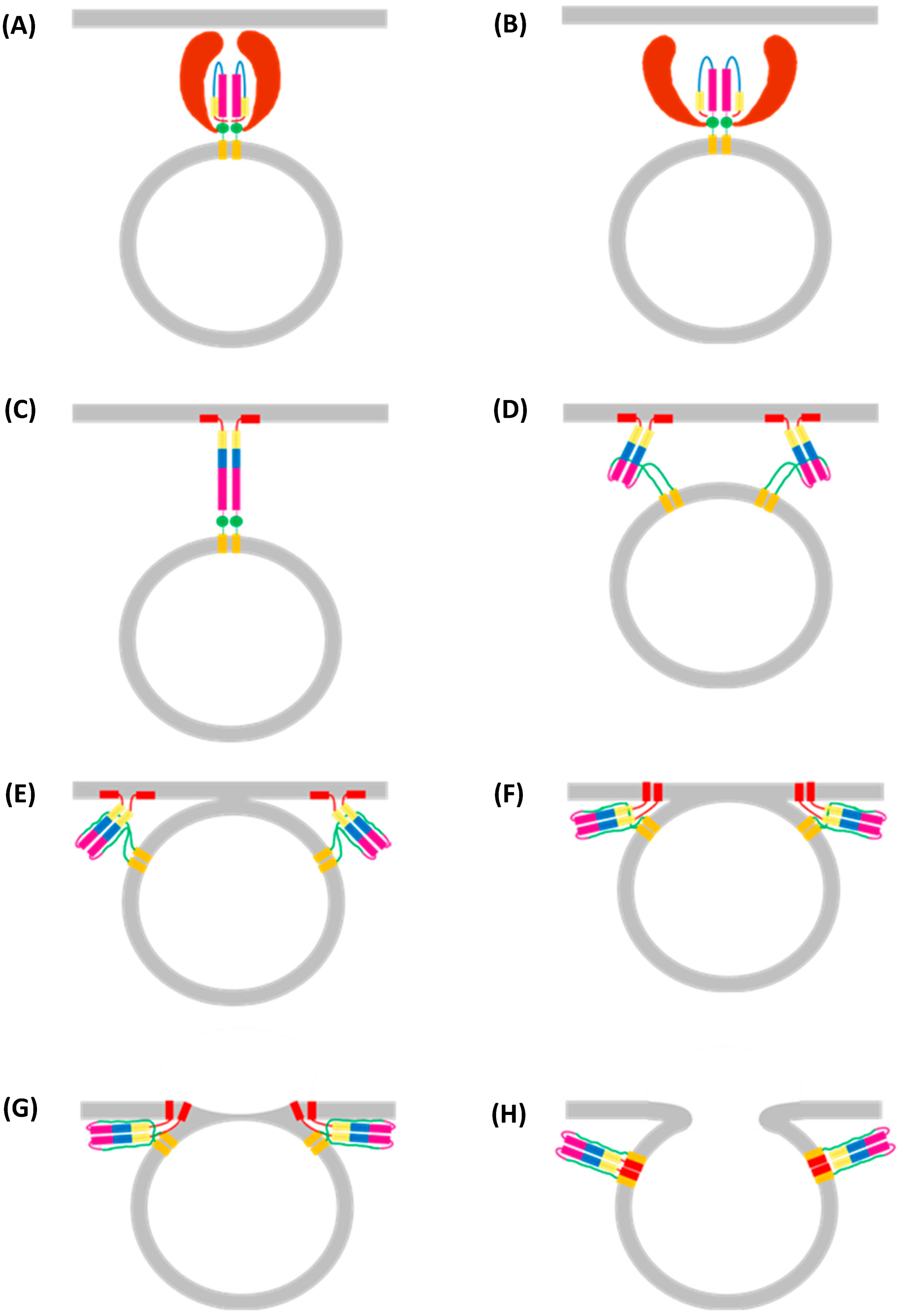 Viruses 16 00316 g017