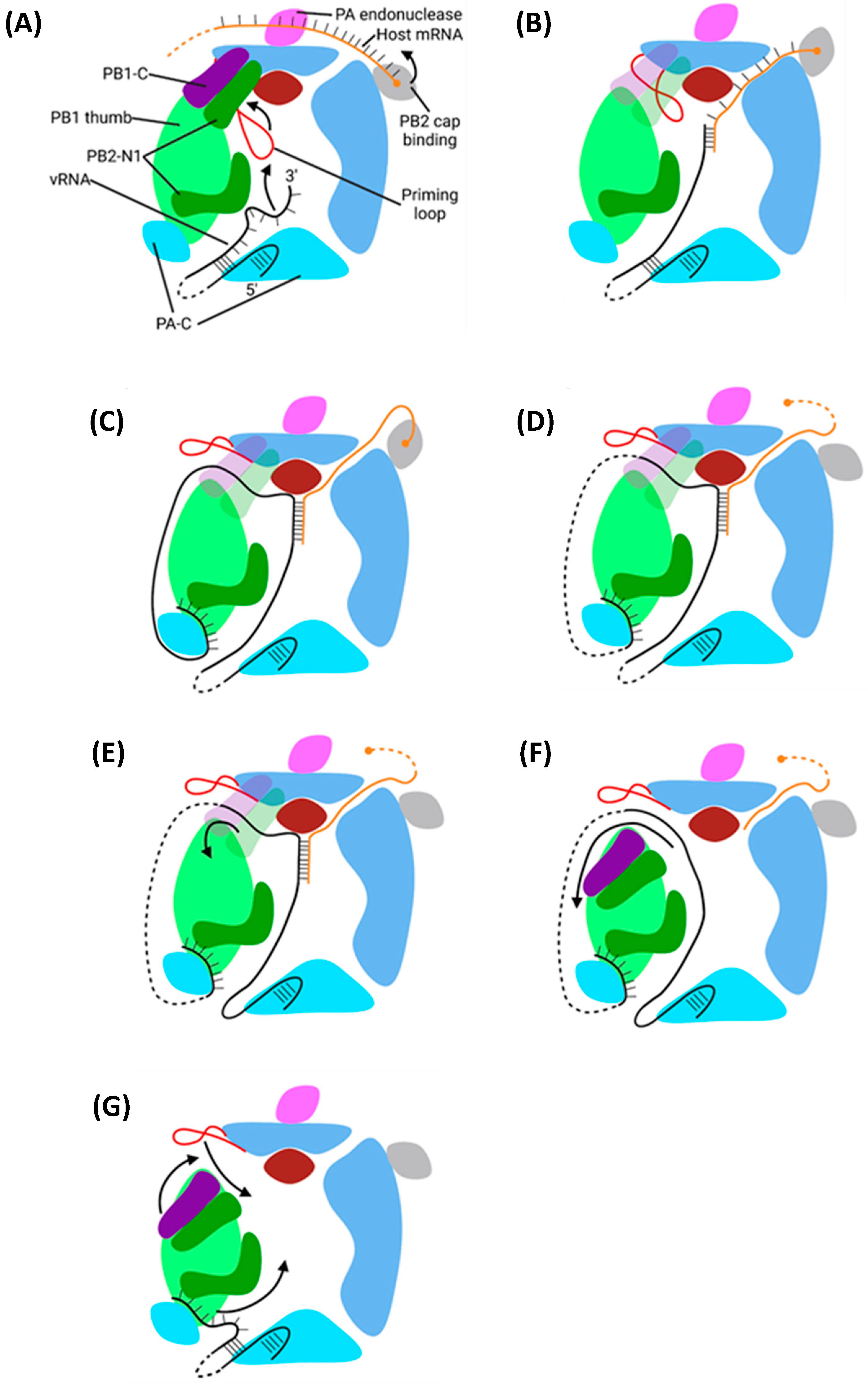 Viruses 16 00316 g018