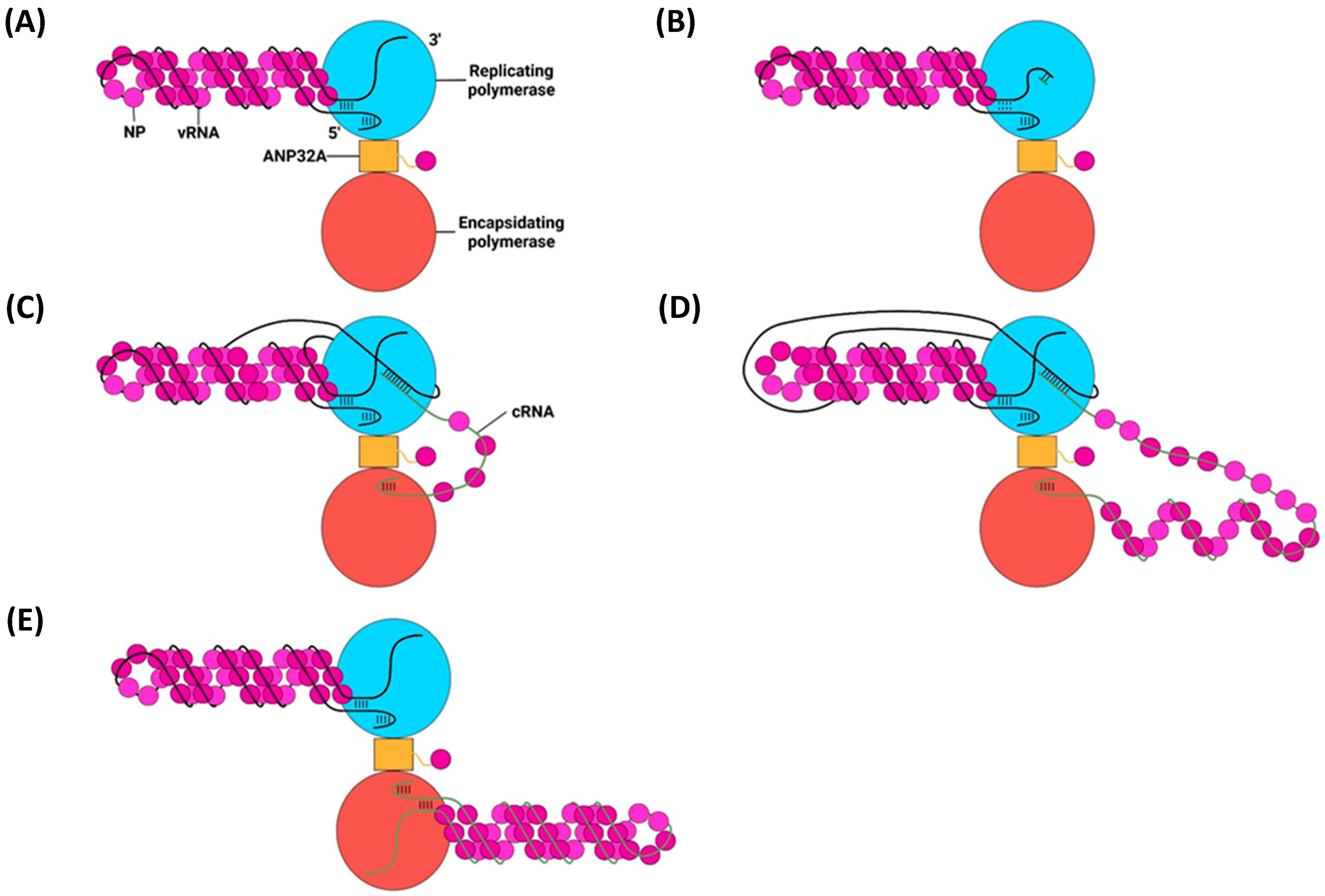 Viruses 16 00316 g021