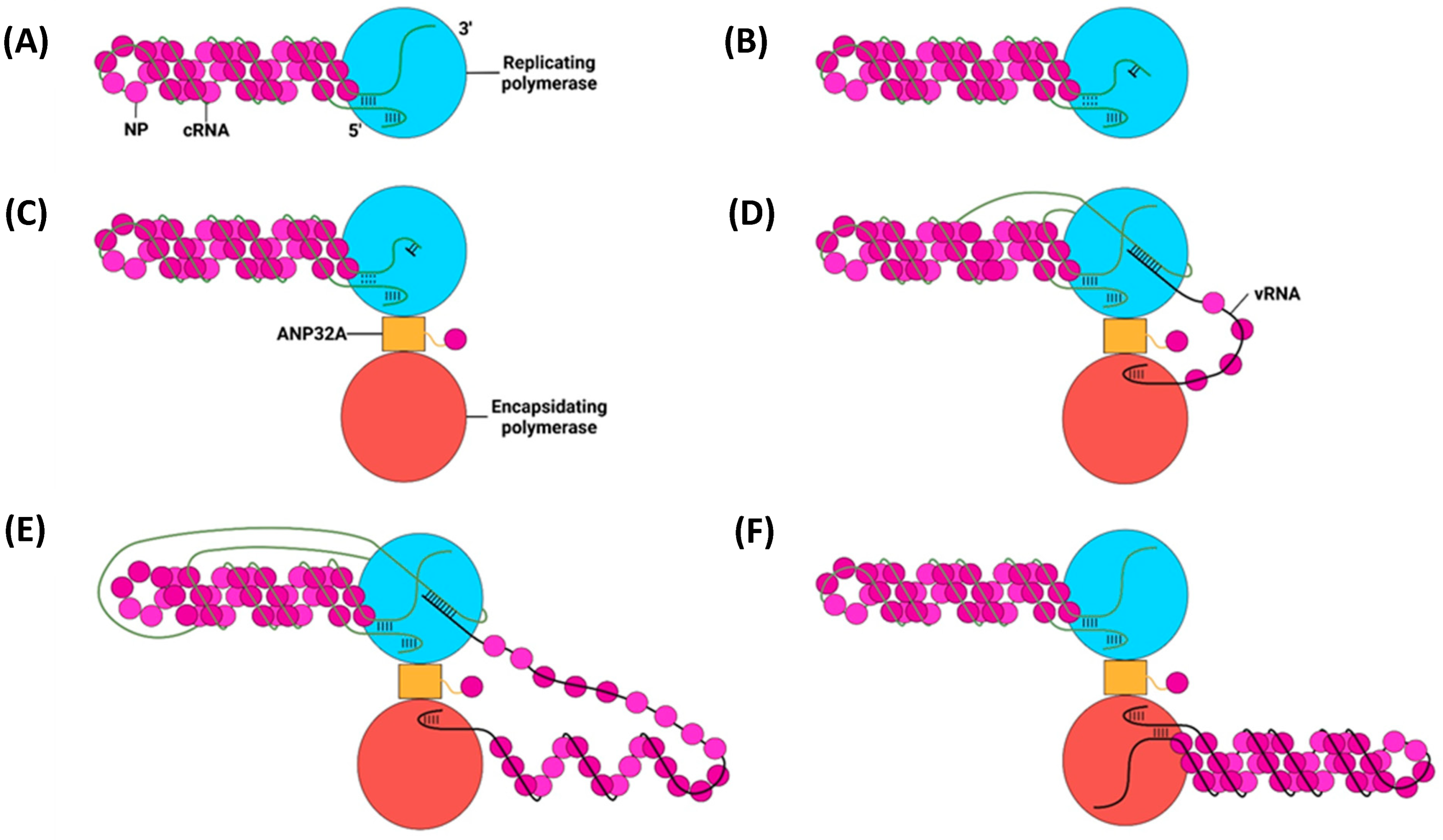 Viruses 16 00316 g023