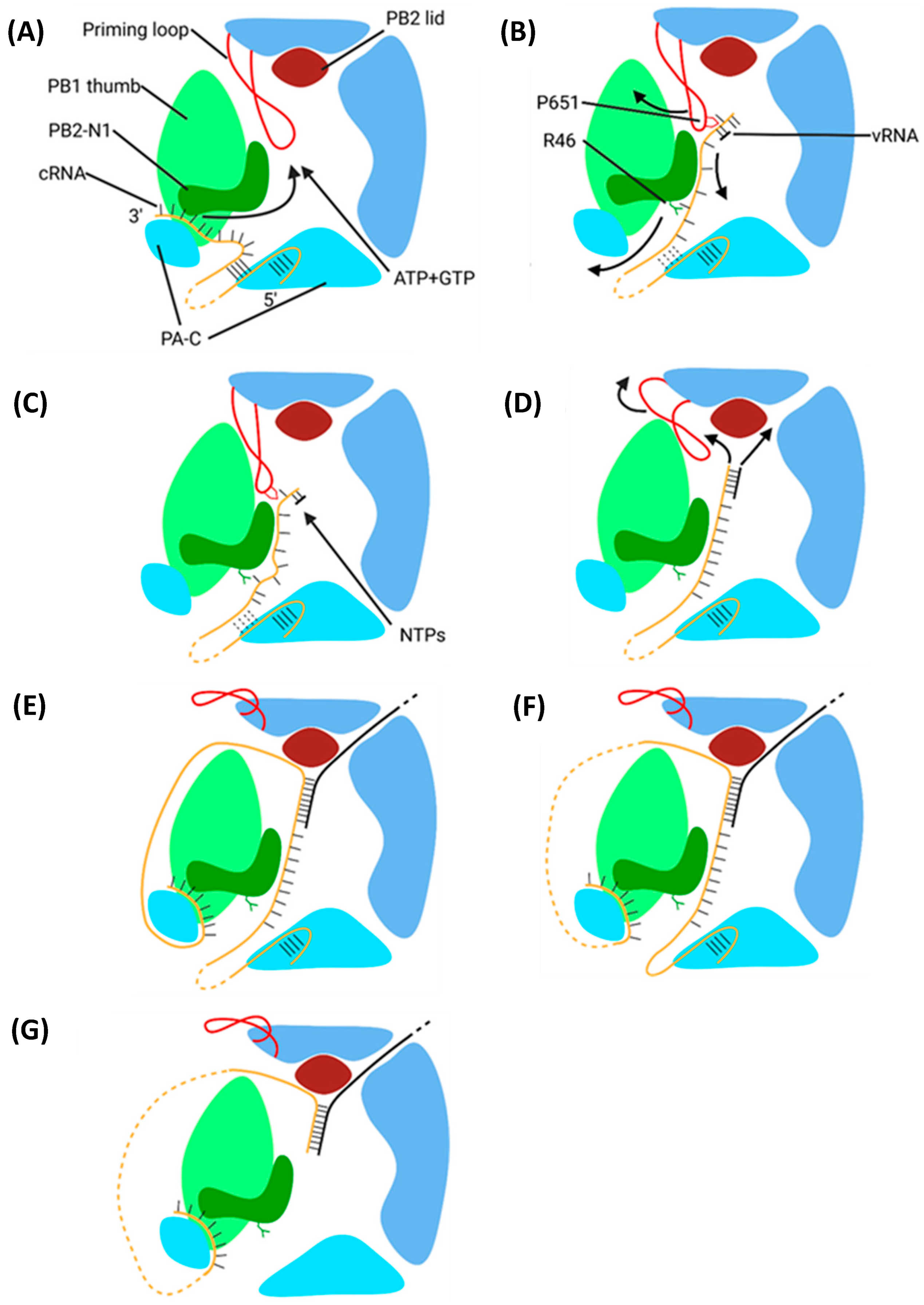 Viruses 16 00316 g024