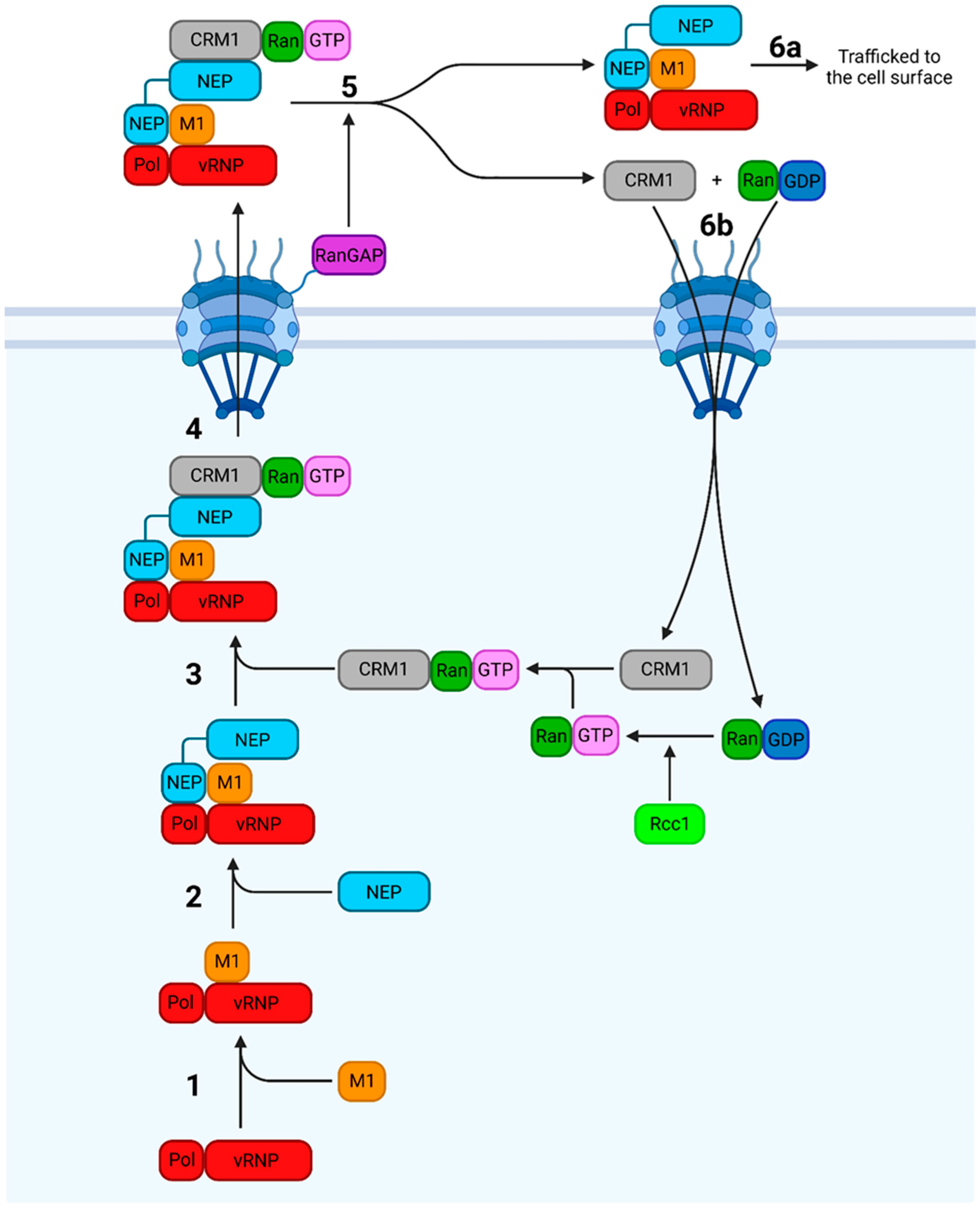 Viruses 16 00316 g025