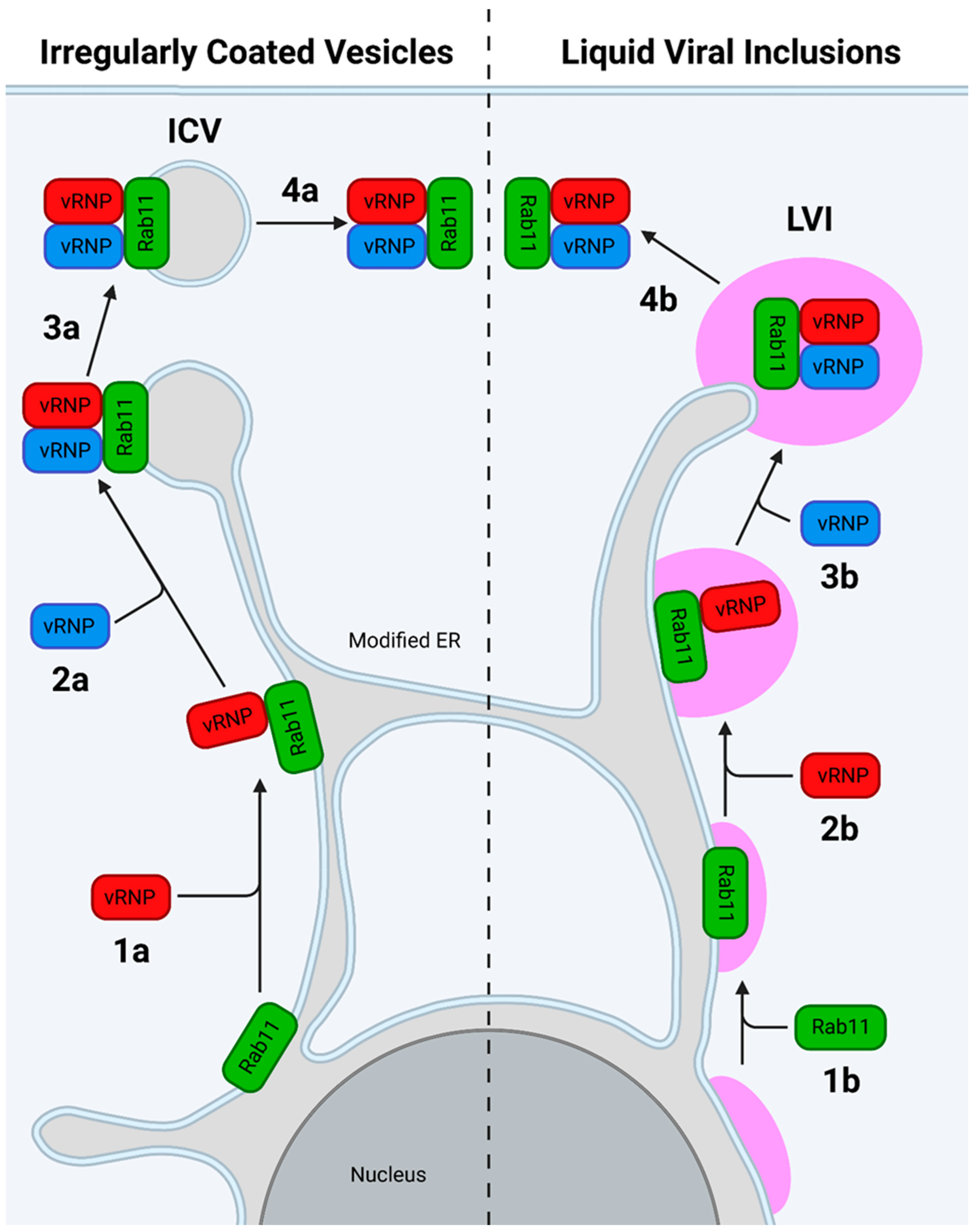 Viruses 16 00316 g027