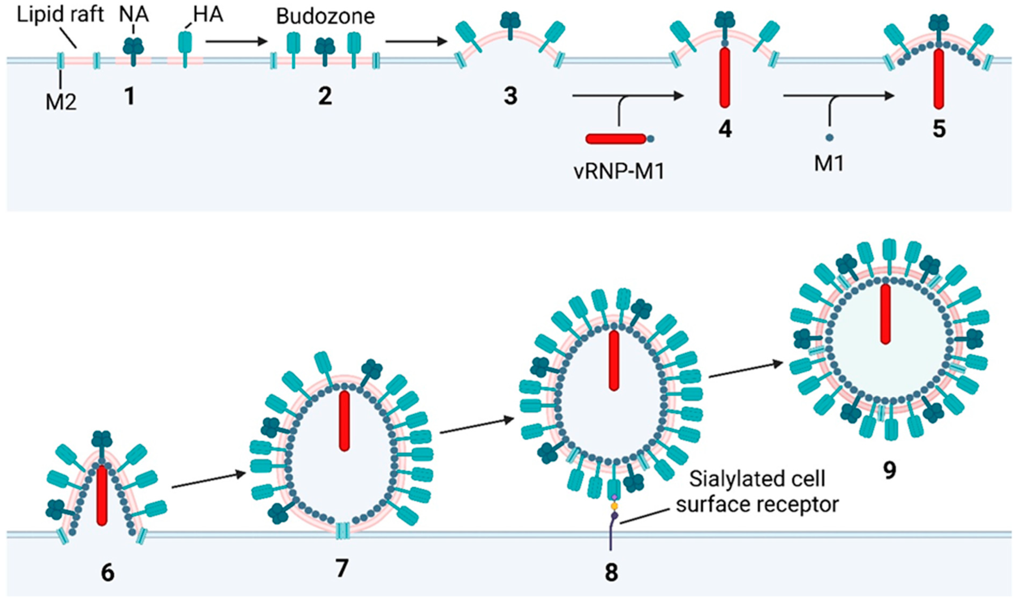 Viruses 16 00316 g029