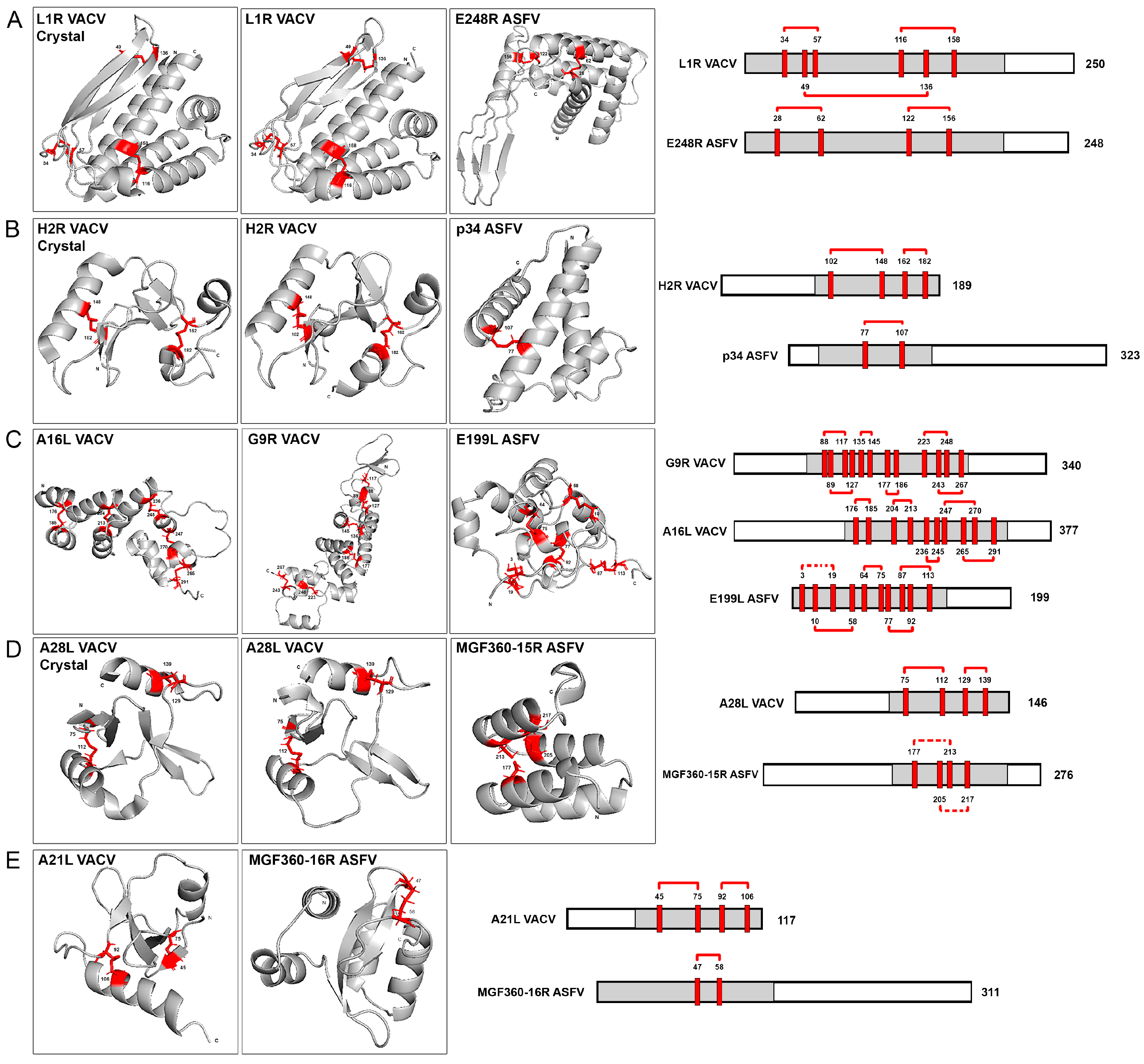 Viruses 16 00349 g003 Viruses 16 00349 g003
