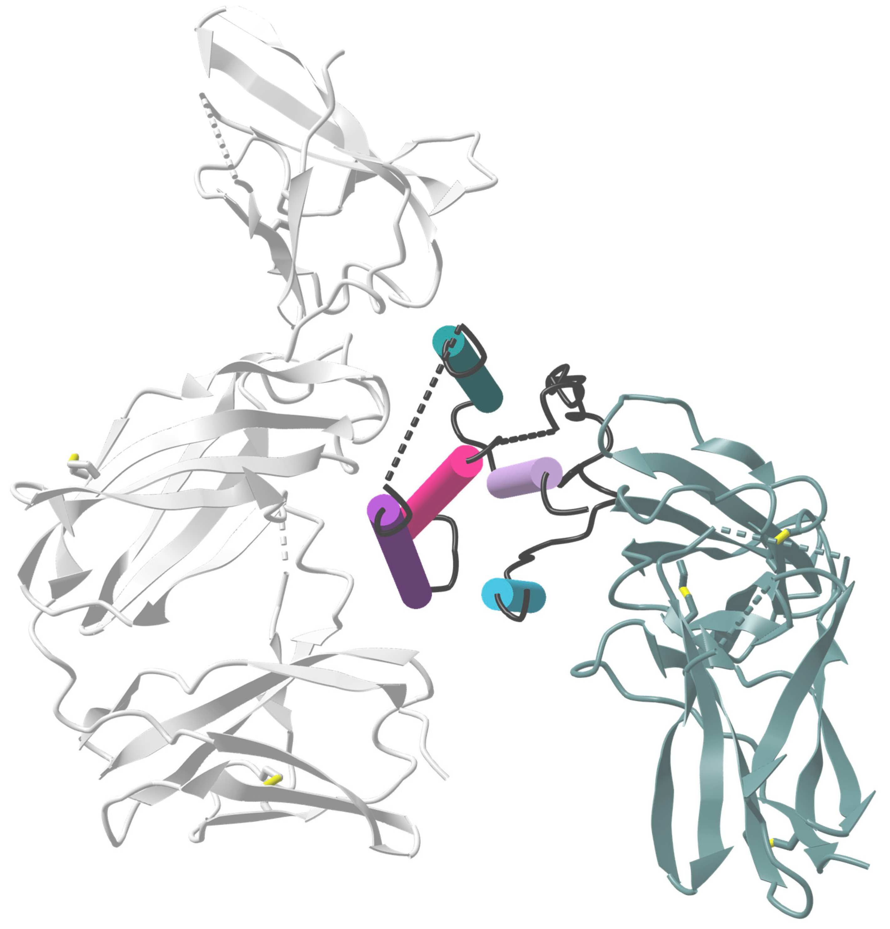 Viruses 16 00364 g003