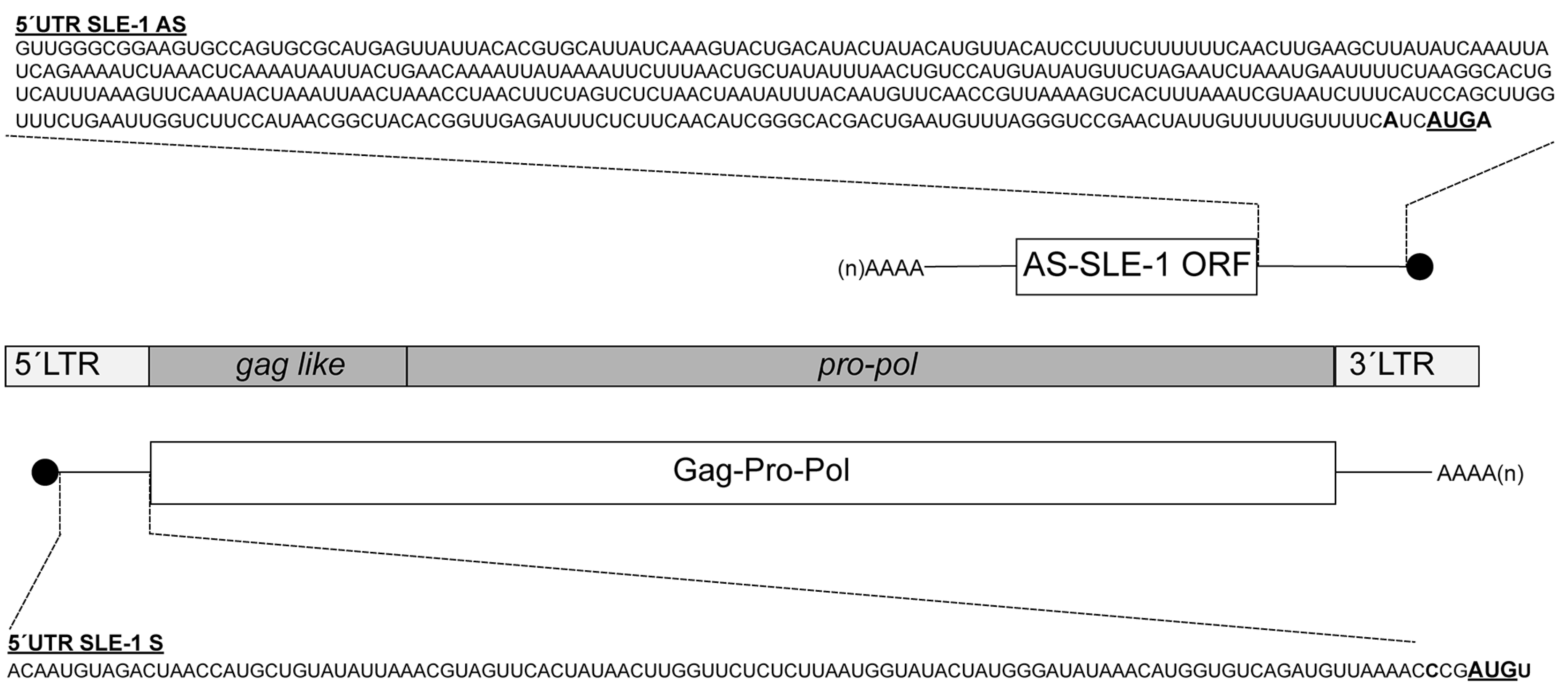 Viruses 16 00403 g001