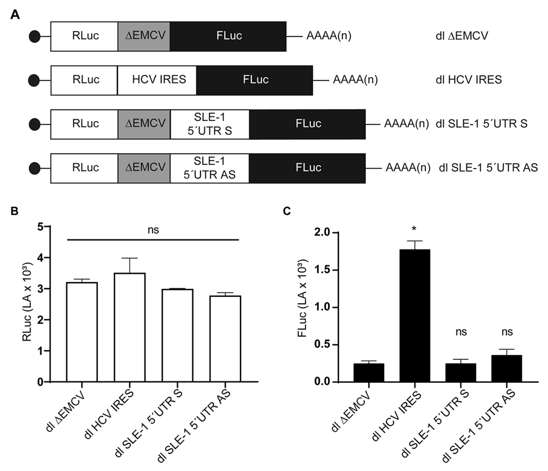 Viruses 16 00403 g004