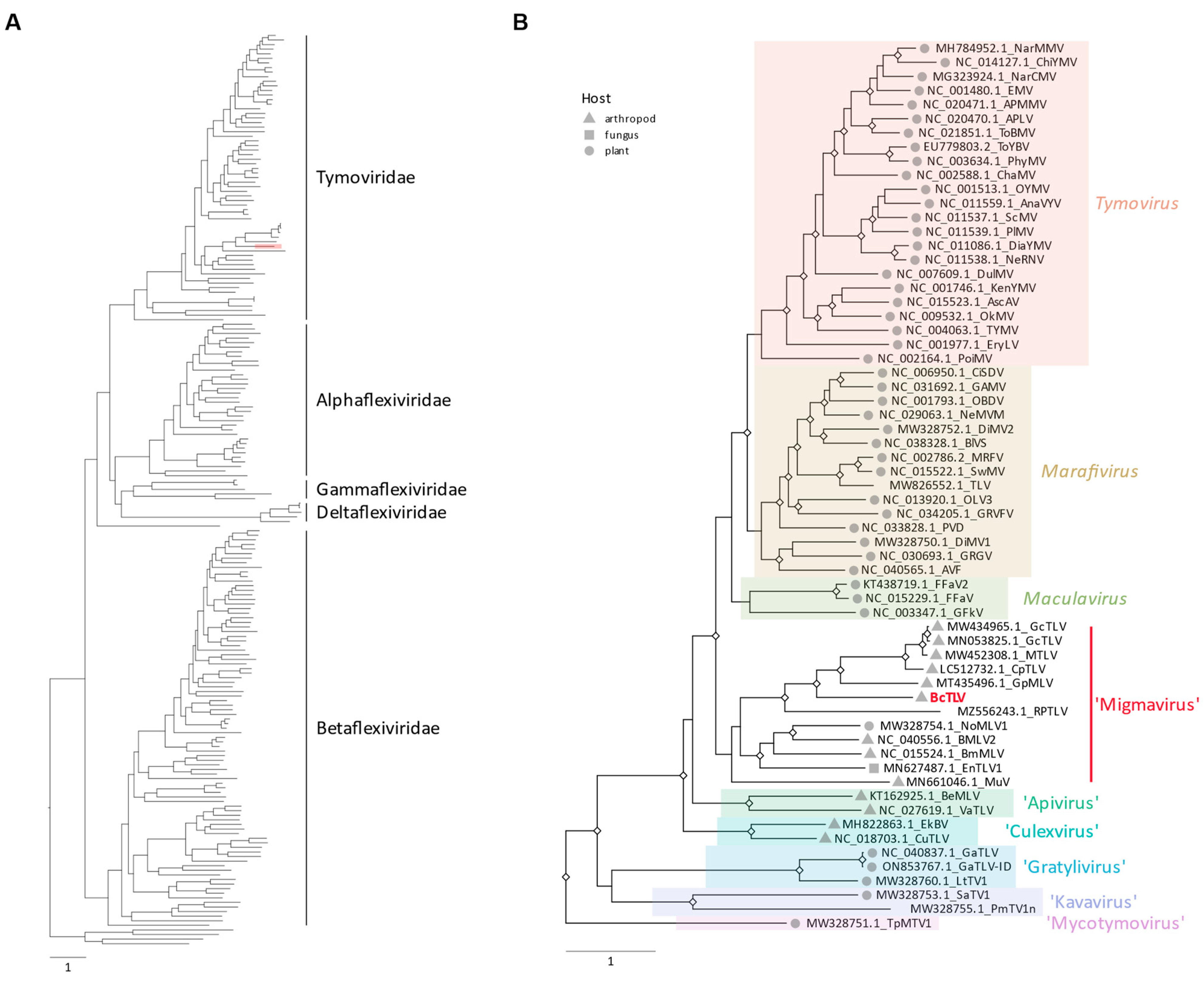 Viruses 16 00415 g003