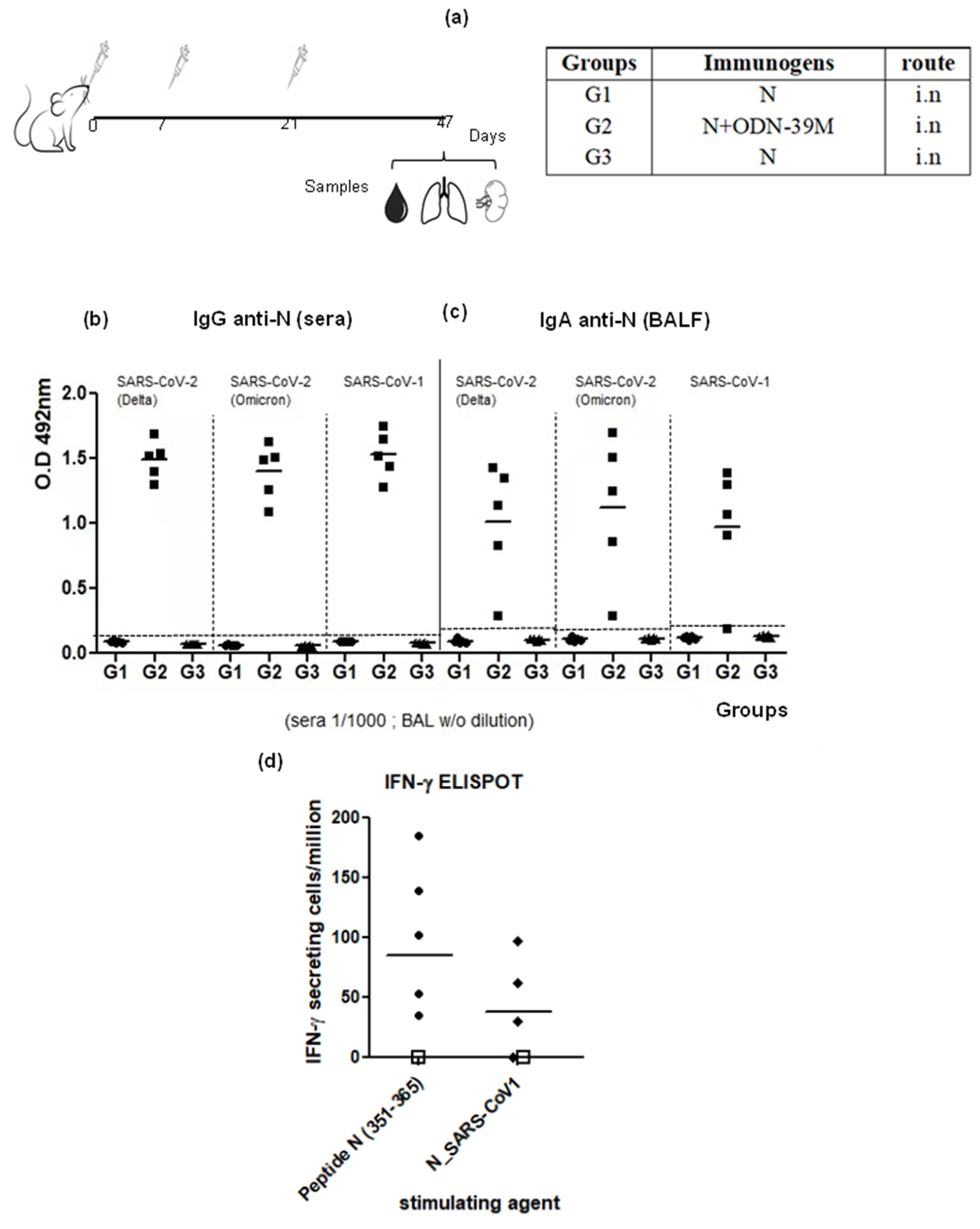 Viruses 16 00418 g003